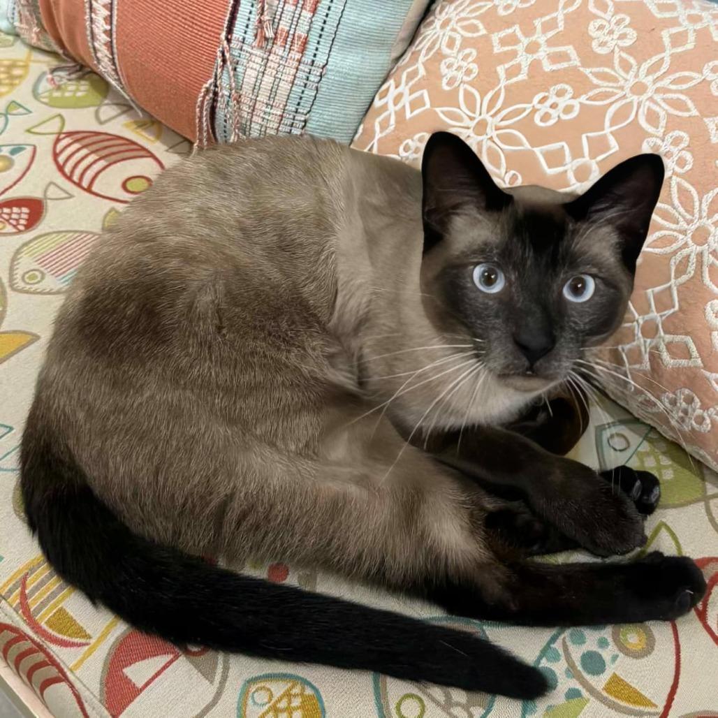 Dunny, a Adoptable Siamese in Wichita, KS image 3/4