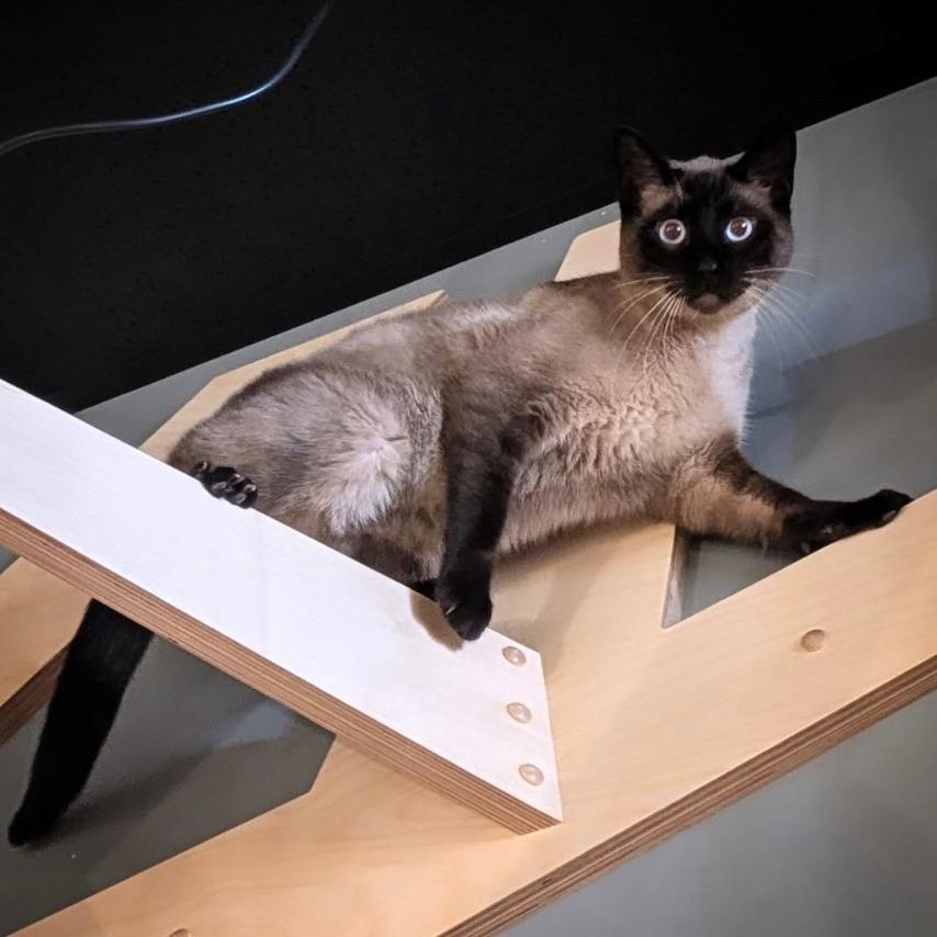 Dunny, a Adoptable Siamese in Wichita, KS image 4/4
