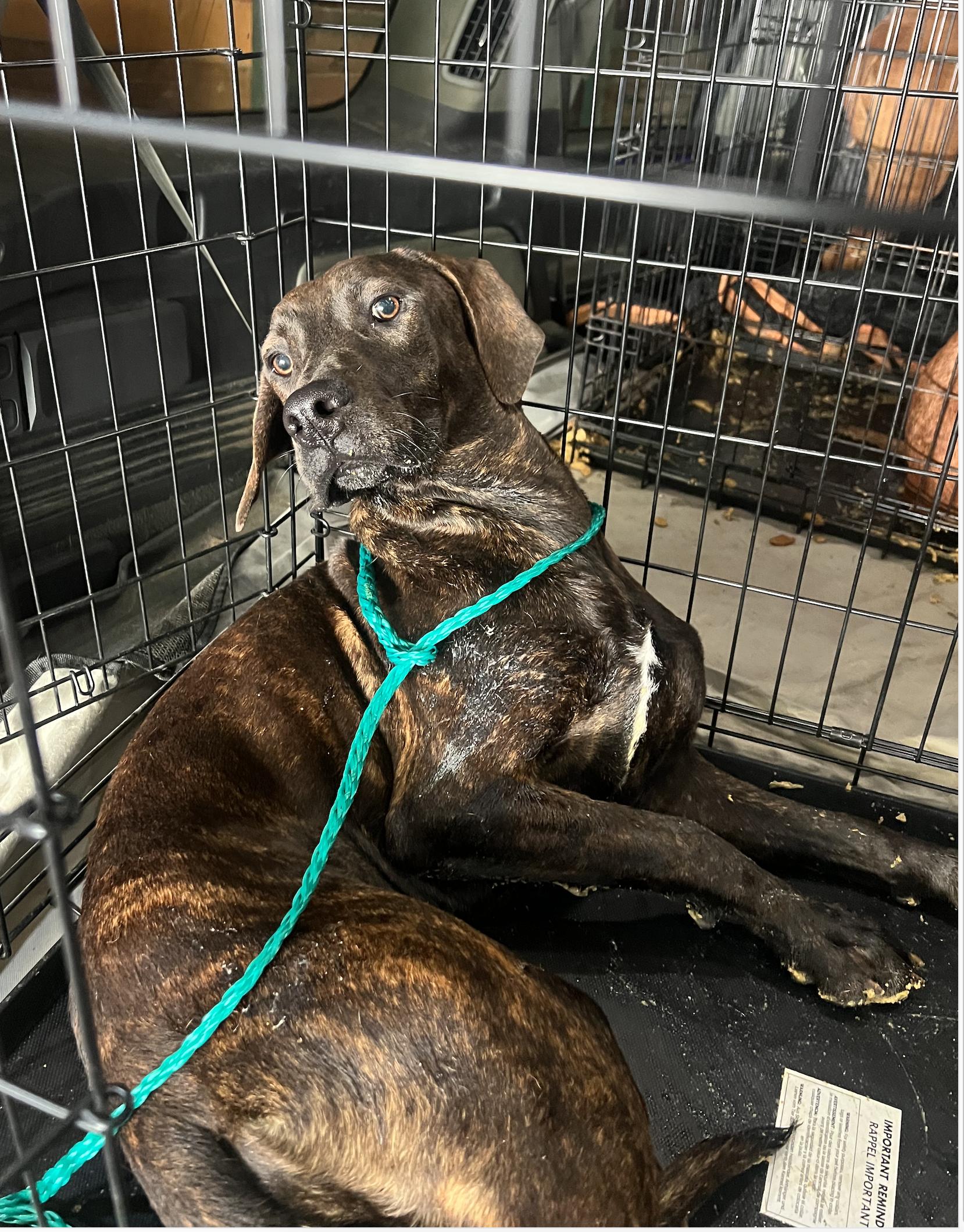 SOPHIE, a Adoptable mixed breed in Oroville , CA image 1/3