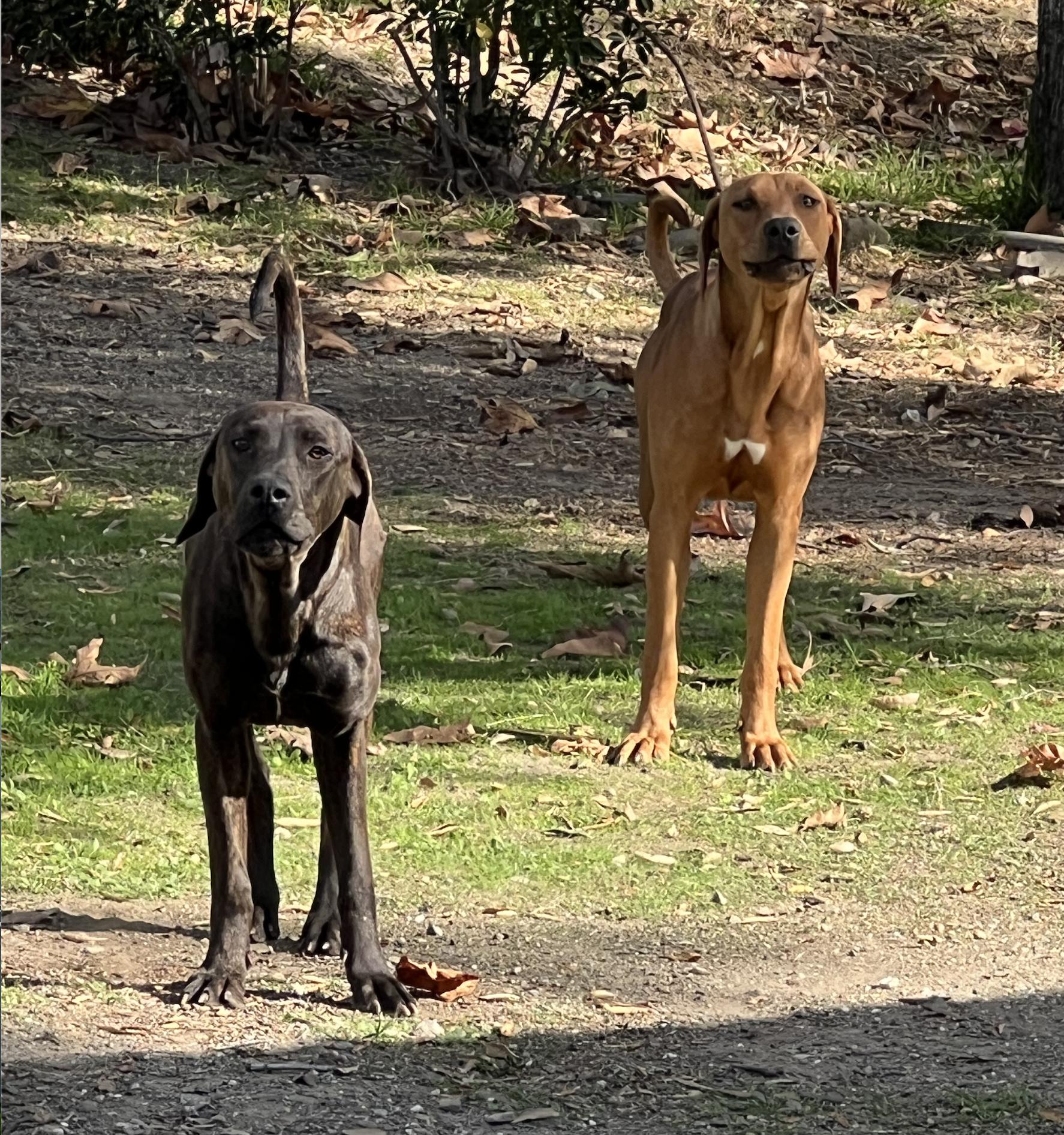 SOPHIE, a Adoptable mixed breed in Oroville , CA image 2/3