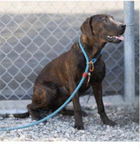 SOPHIE, a Adoptable mixed breed in Oroville , CA image 3/3