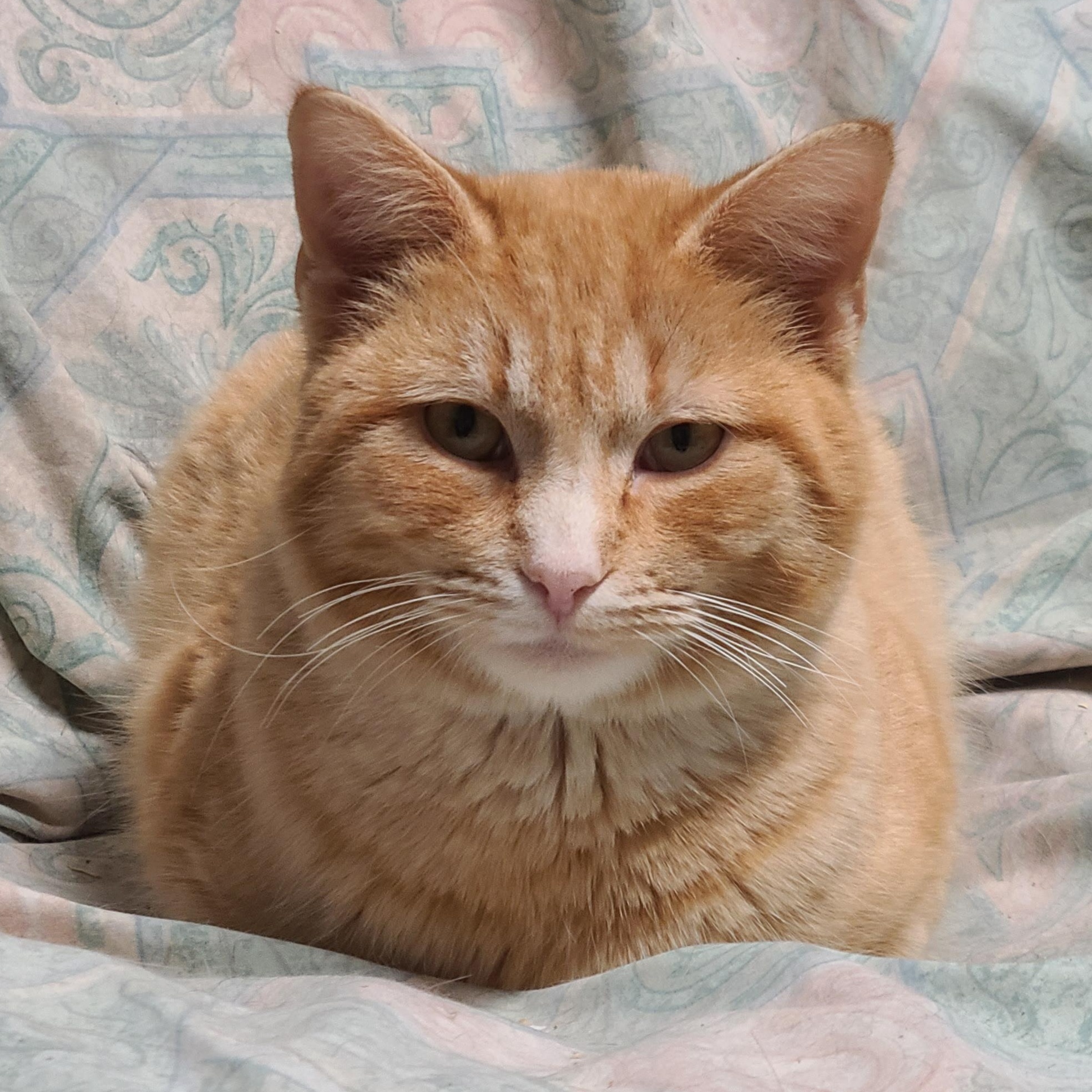 Enlarge SIR CRAIG ~THE MOTHER HEN~, a Adoptable Domestic Short Hair in Barron, WI image 3/6