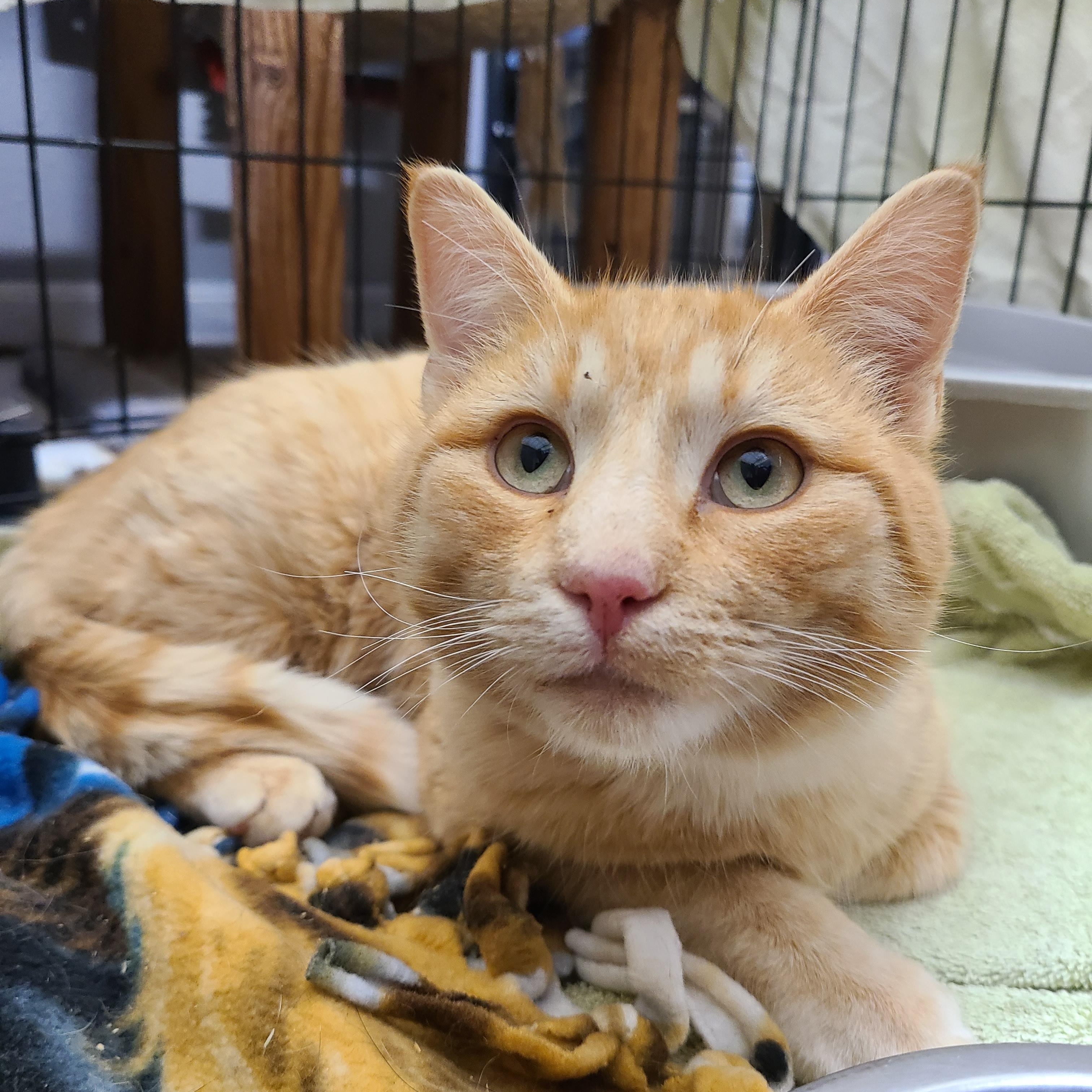 Enlarge SIR CRAIG ~THE MOTHER HEN~, a Adoptable Domestic Short Hair in Barron, WI image 4/6