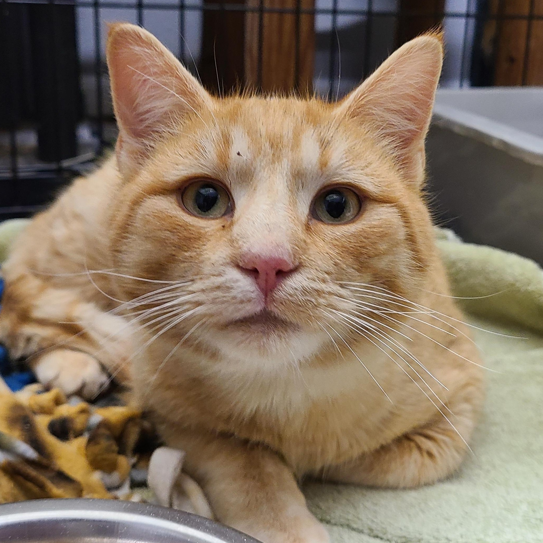 SIR CRAIG ~THE MOTHER HEN~, Adoptable, Young Male Domestic Short Hair.