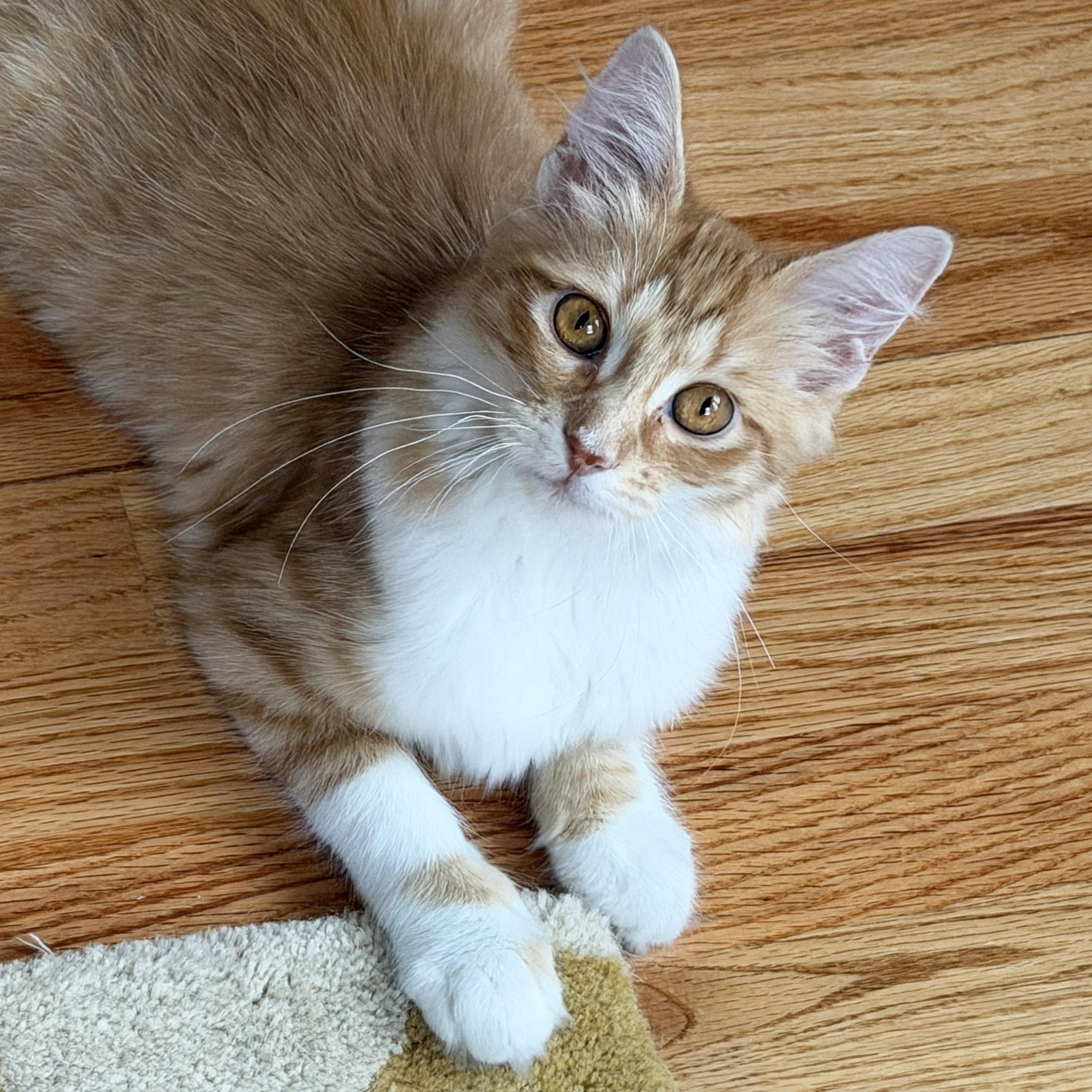 Biscotti, Adoptable, Kitten Female Domestic Medium Hair.