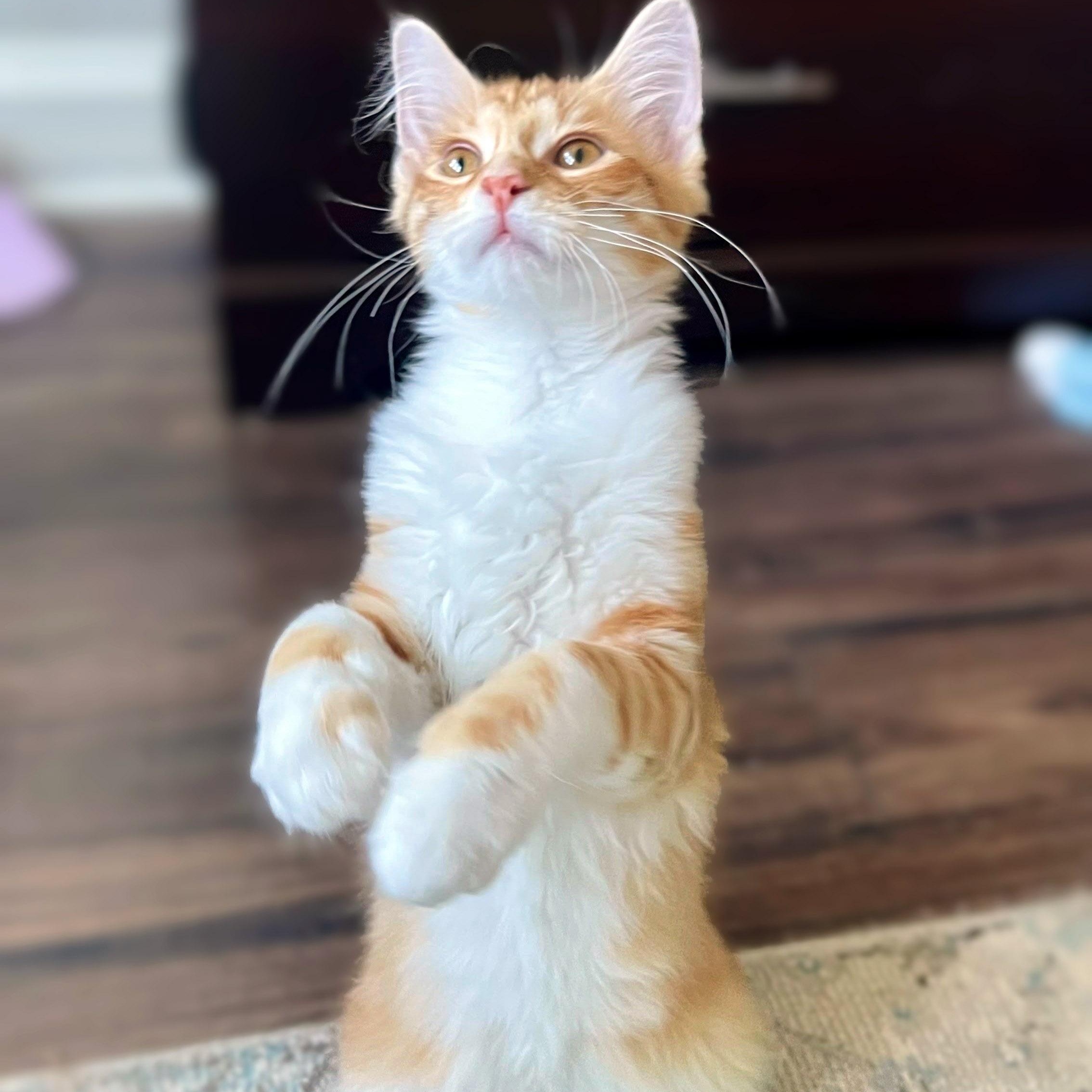 Enlarge Biscotti, an adopted Domestic Medium Hair in Chicago, IL image 3/6