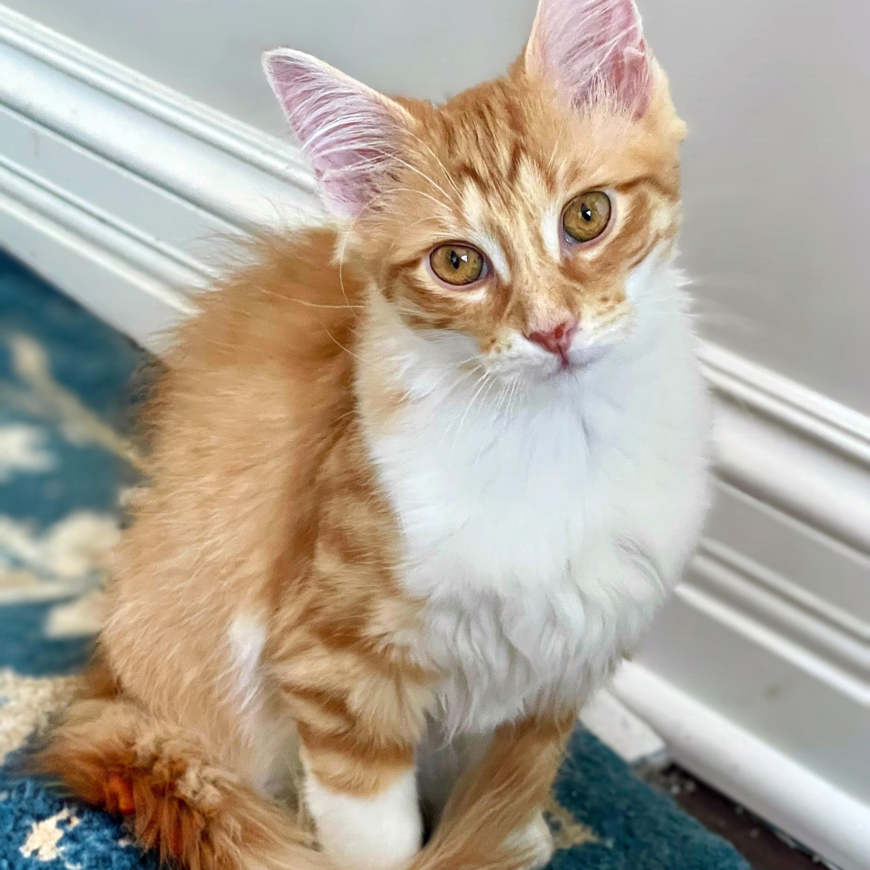 Biscotti, adopted, Kitten Female Domestic Medium Hair.