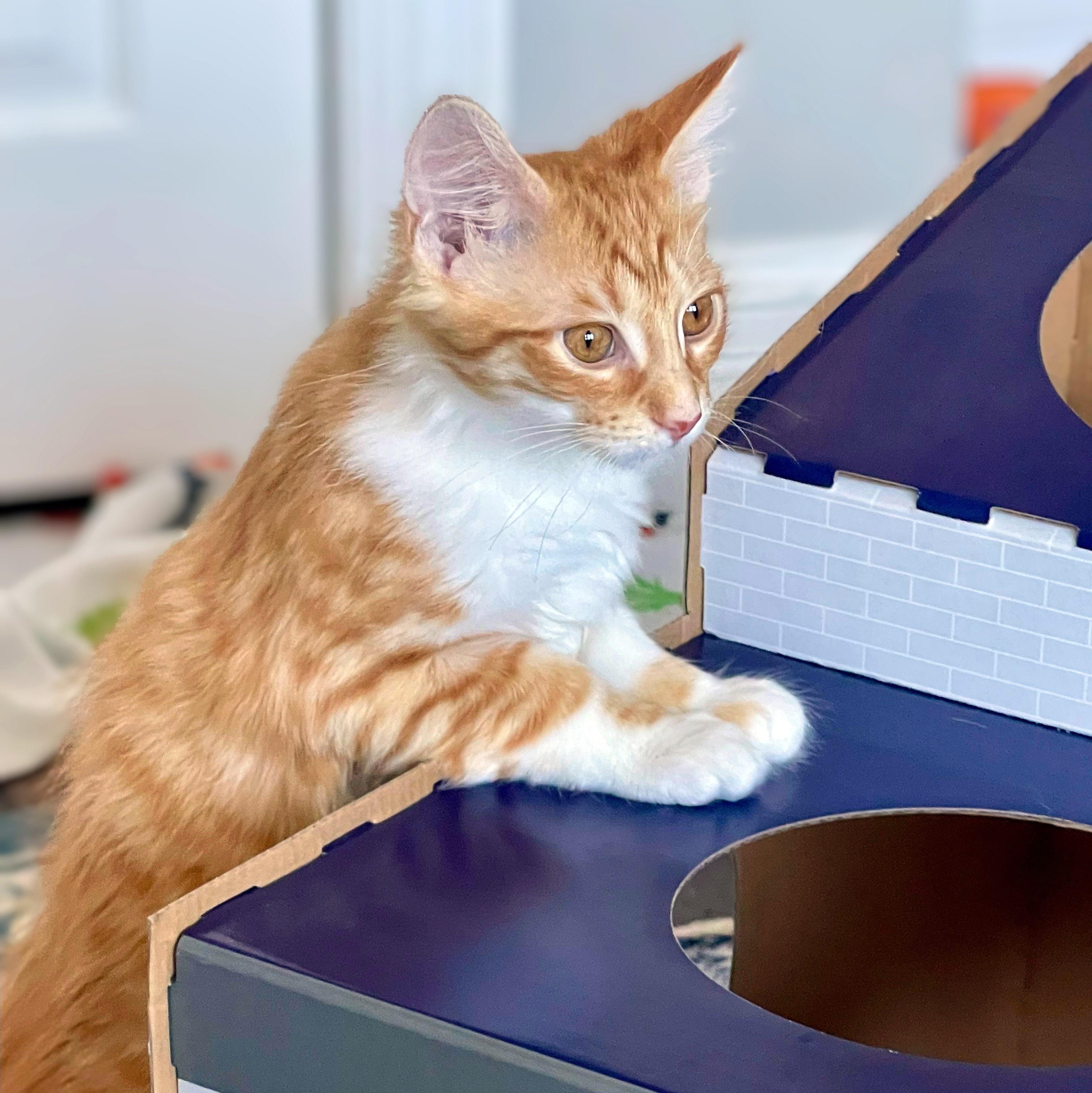 Enlarge Biscotti, an adopted Domestic Medium Hair in Chicago, IL image 4/6