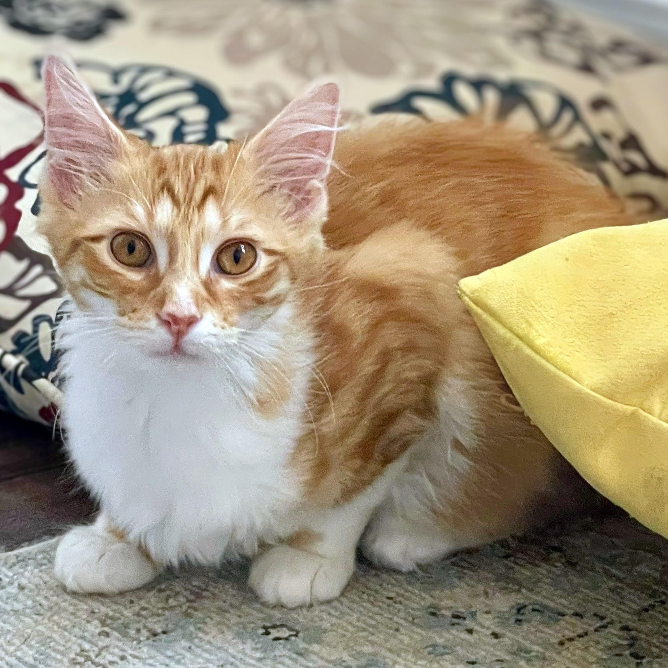 Enlarge Biscotti, an adopted Domestic Medium Hair in Chicago, IL image 2/6