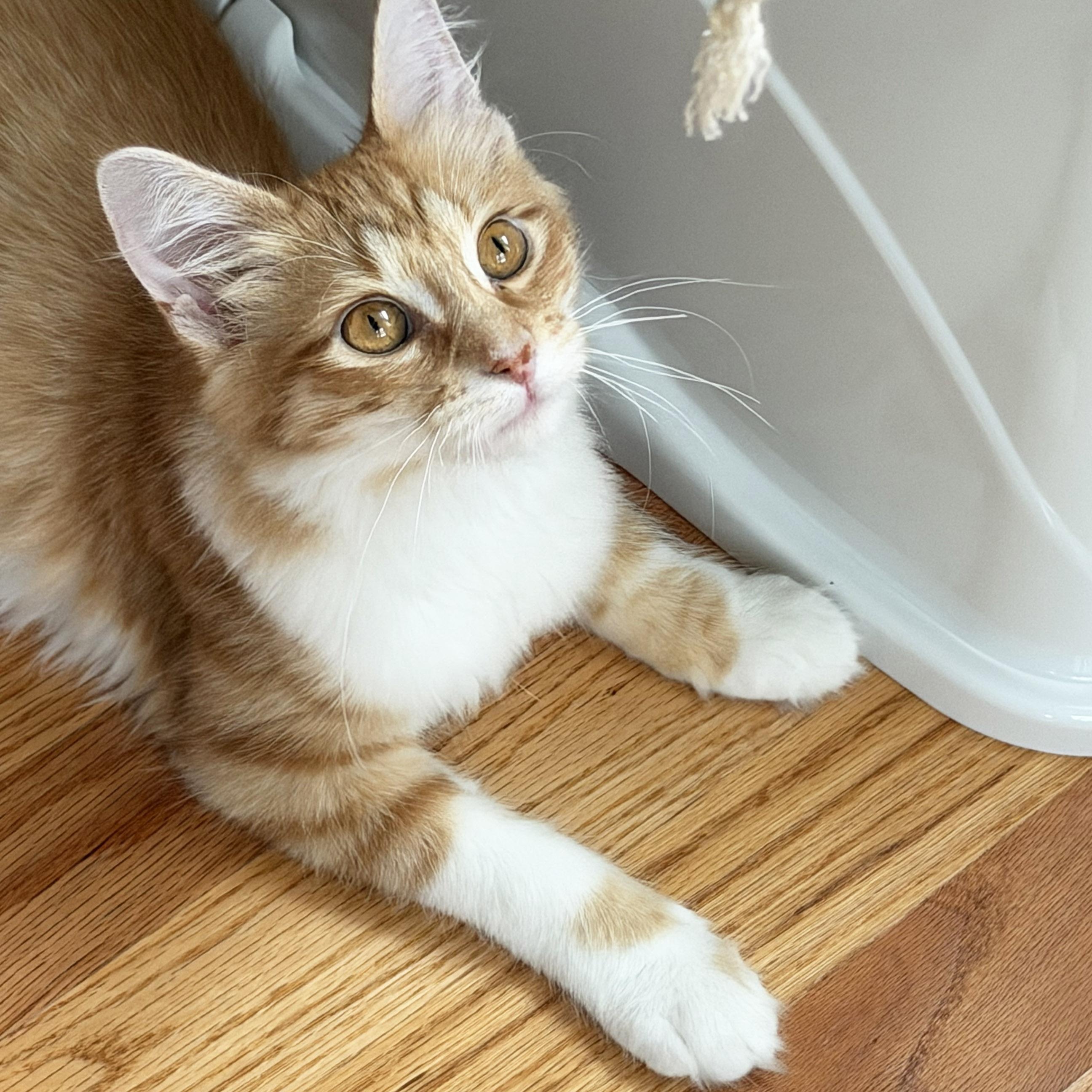 Enlarge Biscotti, a Adopted Domestic Medium Hair in Chicago, IL image 5/6