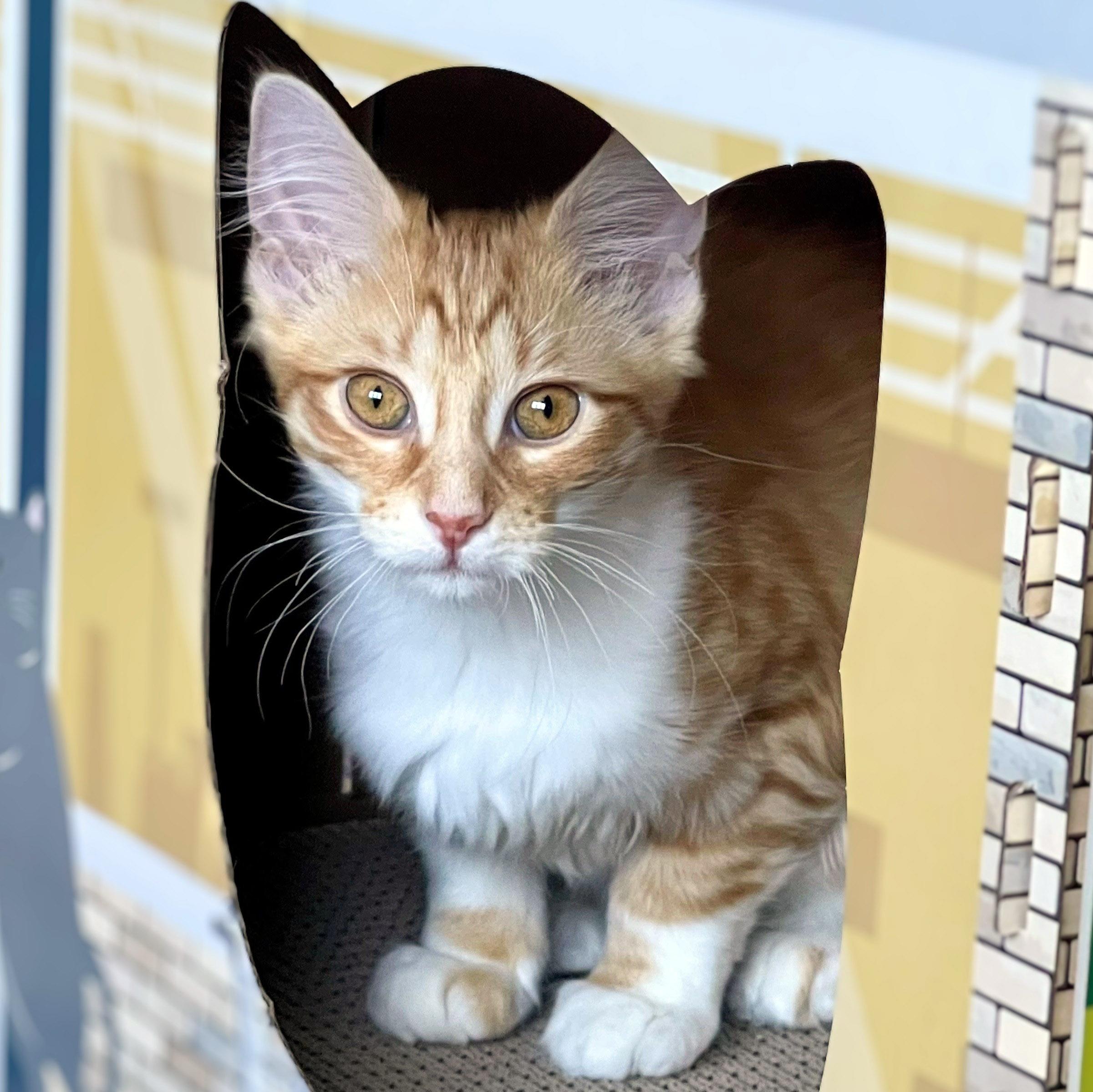 Enlarge Biscotti, an adopted Domestic Medium Hair in Chicago, IL image 5/6