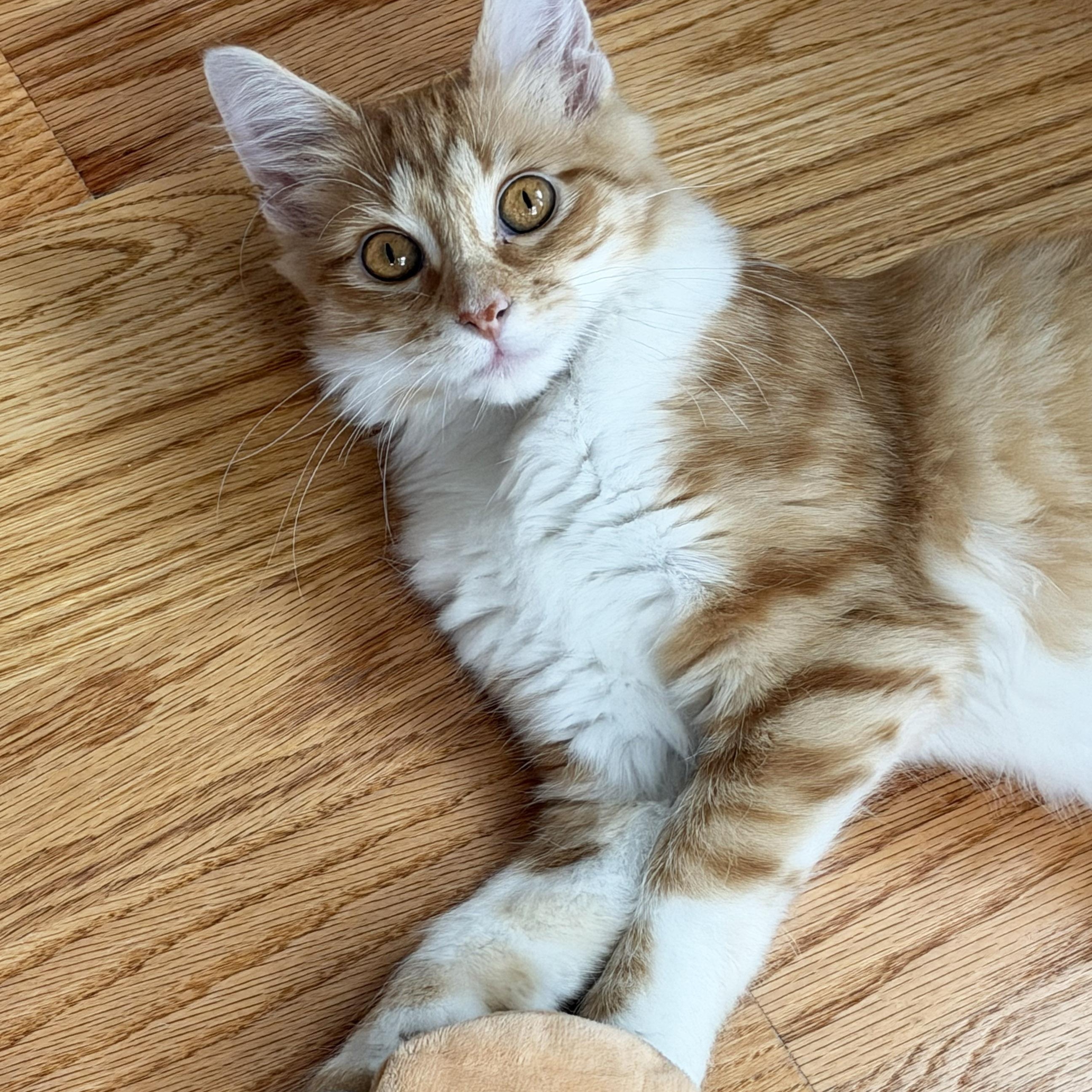 Enlarge Biscotti, a Adopted Domestic Medium Hair in Chicago, IL image 4/6