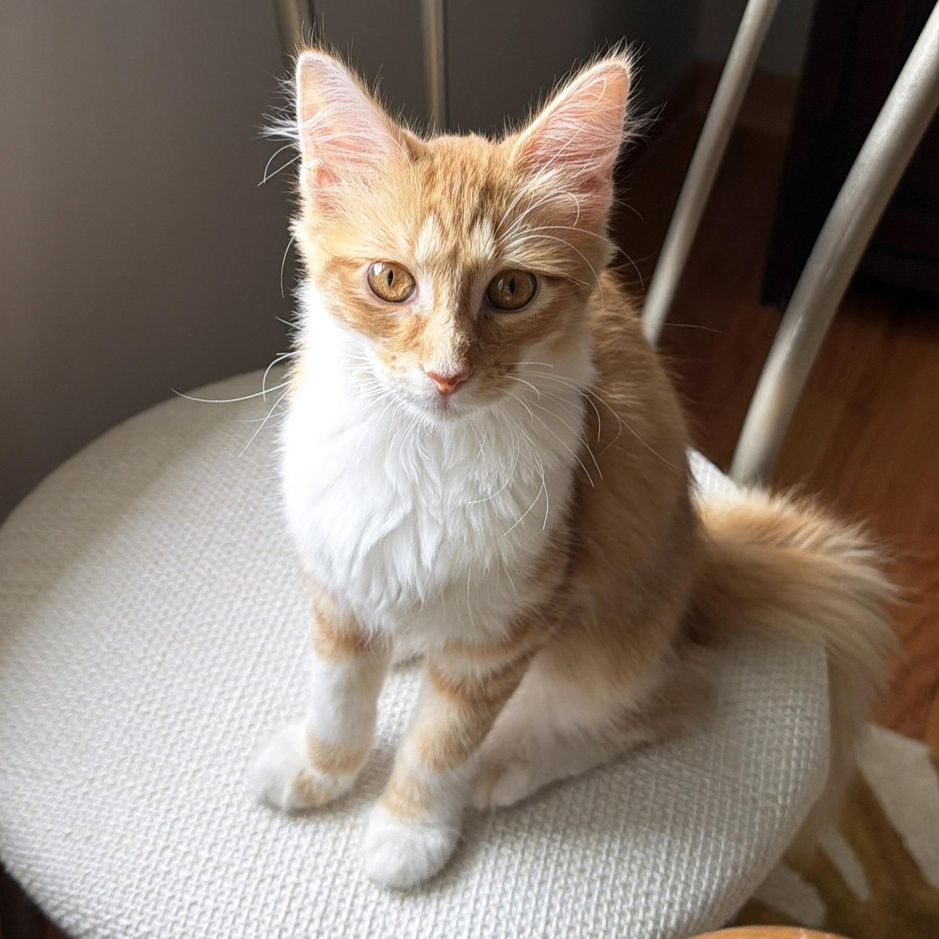 Enlarge Biscotti, a Adopted Domestic Medium Hair in Chicago, IL image 6/6
