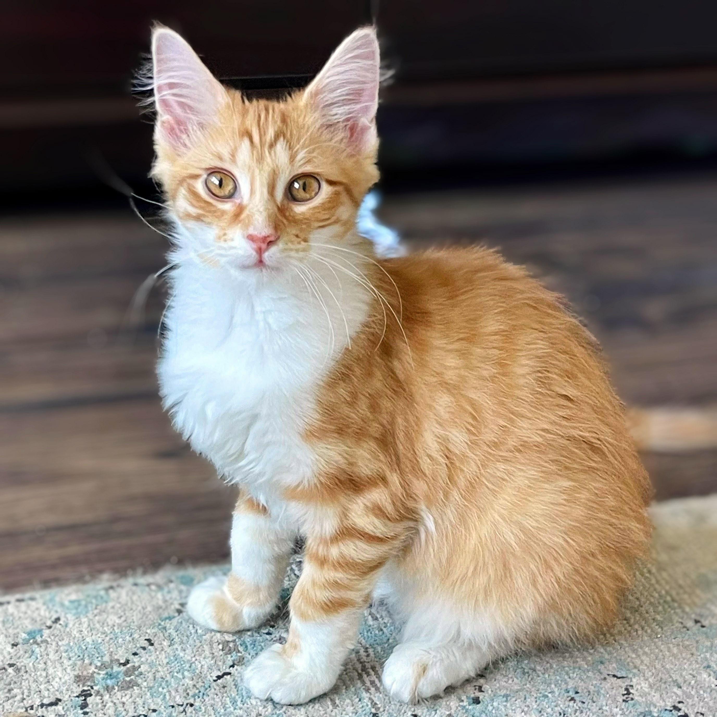 Enlarge Biscotti, an adopted Domestic Medium Hair in Chicago, IL image 6/6