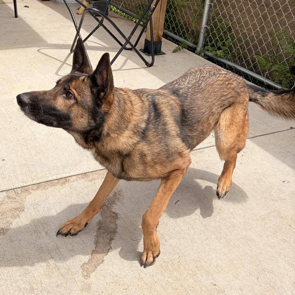 Enlarge Brownie, a Adoptable mixed breed in Franklin, NC image 2/6