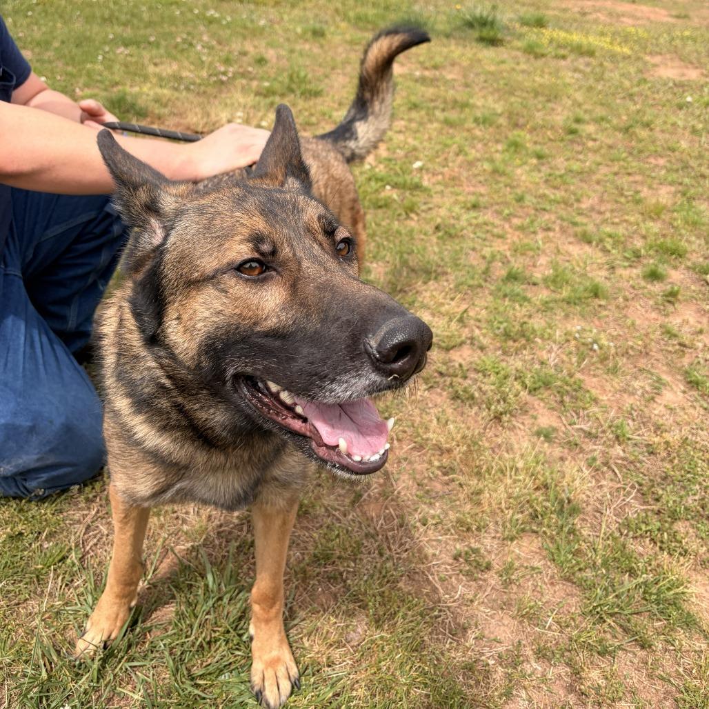 Enlarge Brownie, a Adoptable mixed breed in Franklin, NC image 3/6