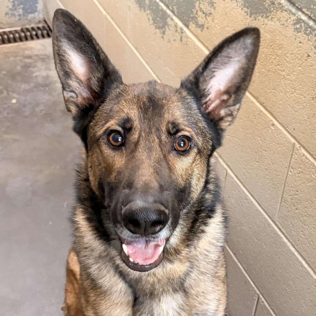 Brownie, Adoptable, Adult Male German Shepherd Dog & Mixed Breed.