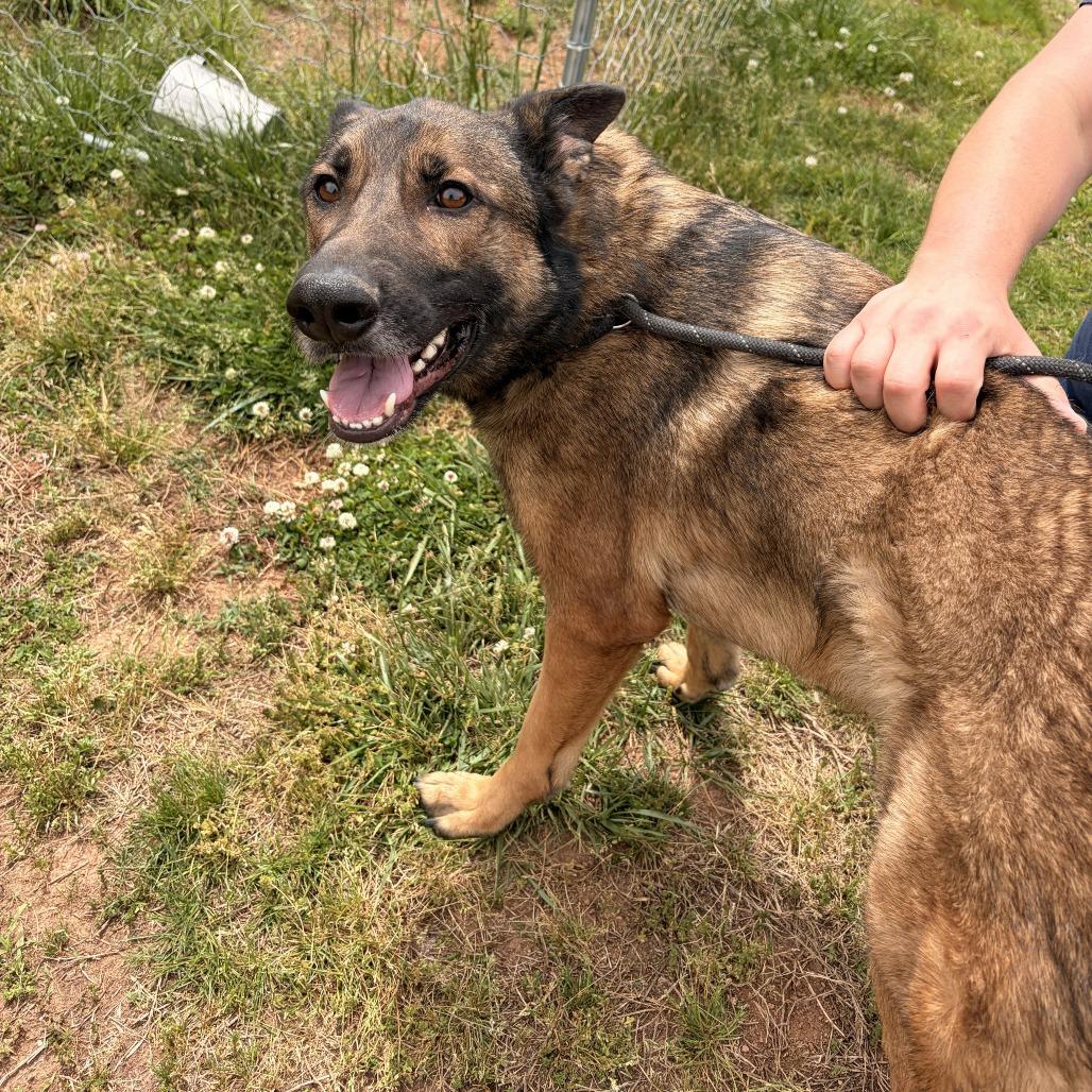 Enlarge Brownie, a Adoptable mixed breed in Franklin, NC image 6/6