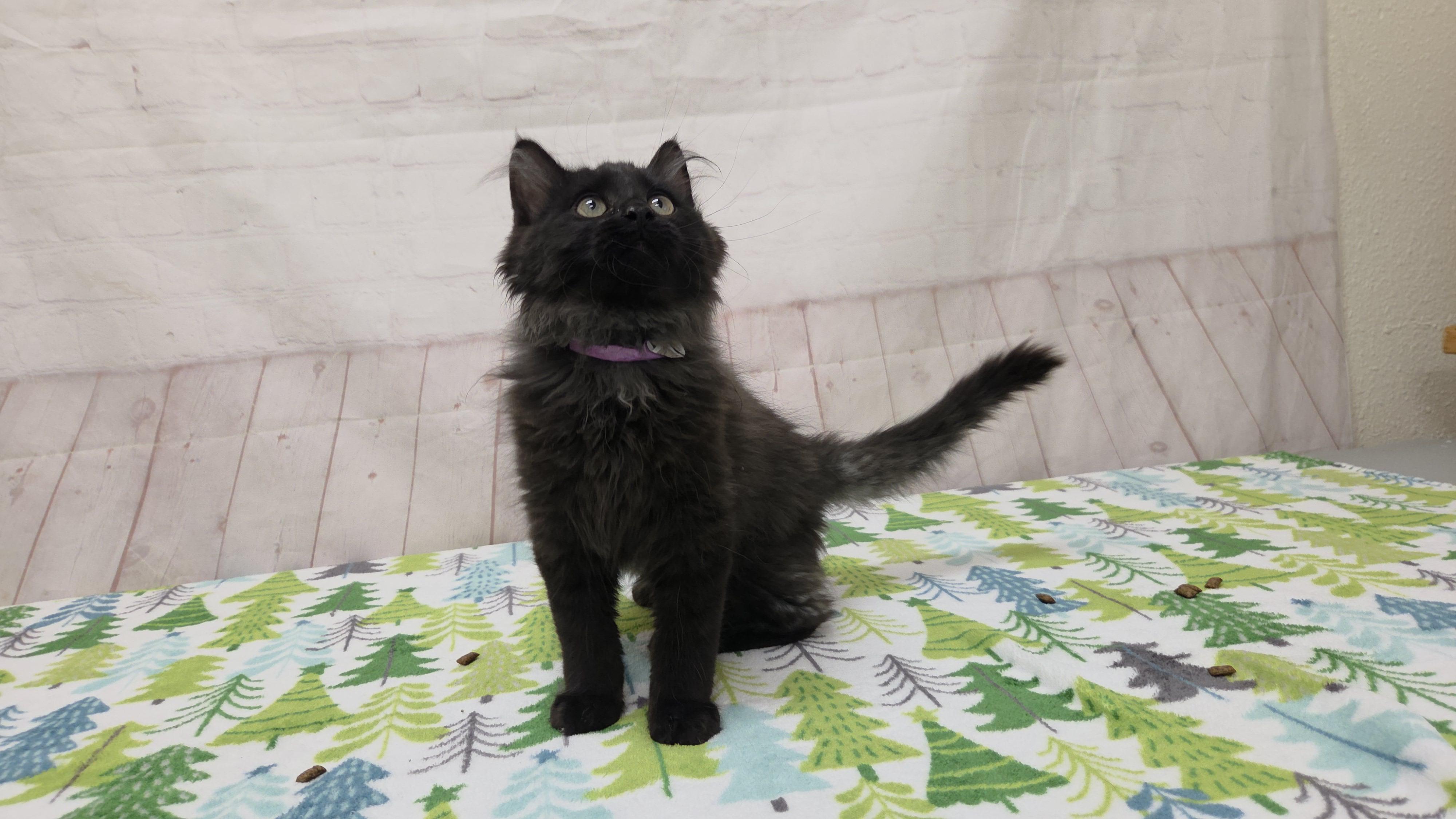 Enlarge Walrus, an adopted Domestic Medium Hair in Red Wing, MN image 3/5