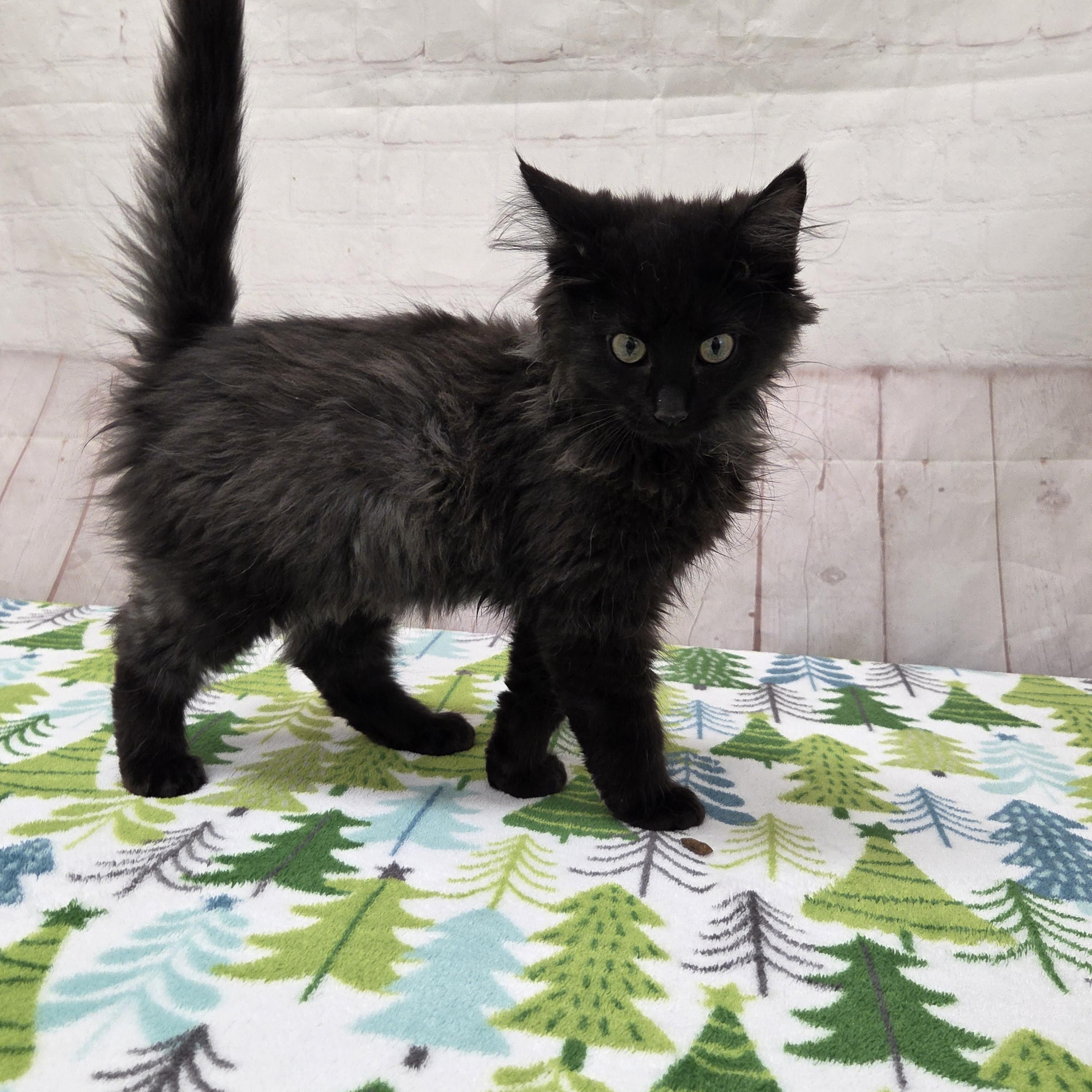 Enlarge Walrus, an adopted Domestic Medium Hair in Red Wing, MN image 1/5