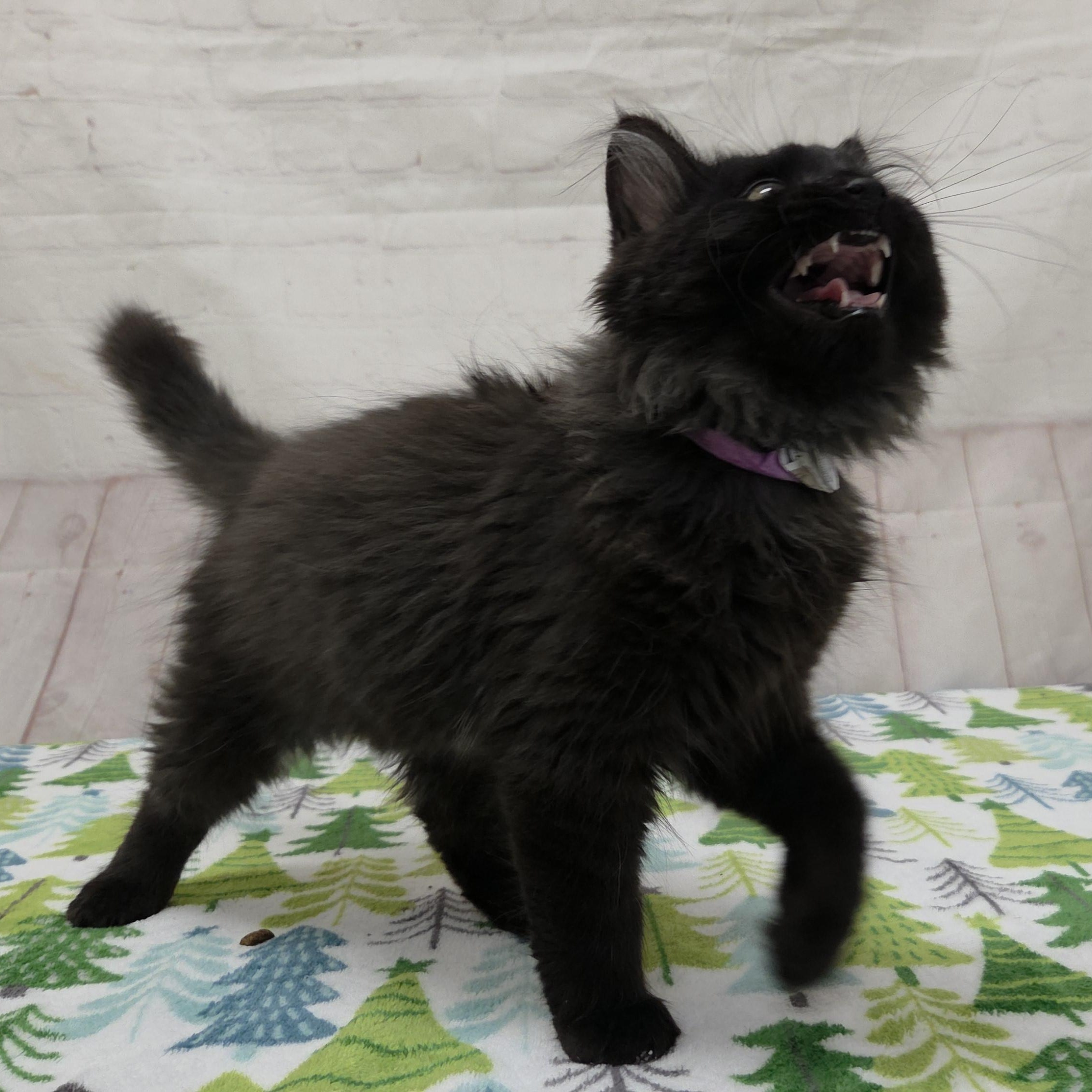 Enlarge Walrus, an adopted Domestic Medium Hair in Red Wing, MN image 5/5