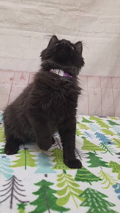 Enlarge Walrus, an adopted Domestic Medium Hair in Red Wing, MN video 2/5
