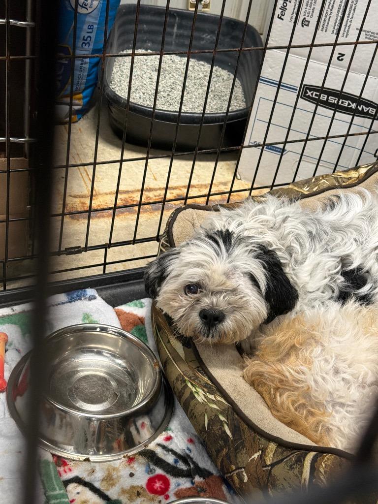 Snickers, Adoptable, Senior Male Shih Tzu.