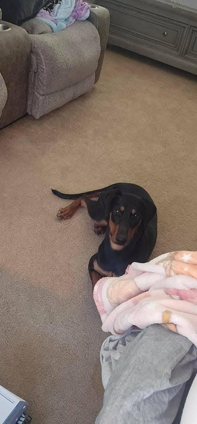 Enlarge Chaco, a Adoptable Doberman Pinscher in Tonopah, AZ image 3/3