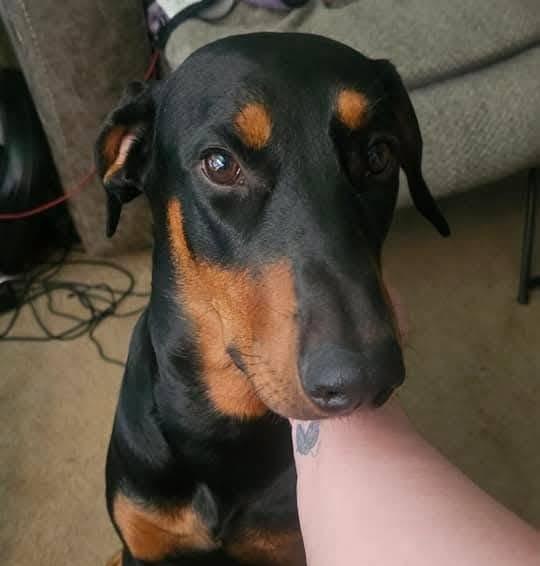 Enlarge Chaco, a Adoptable Doberman Pinscher in Tonopah, AZ image 2/3
