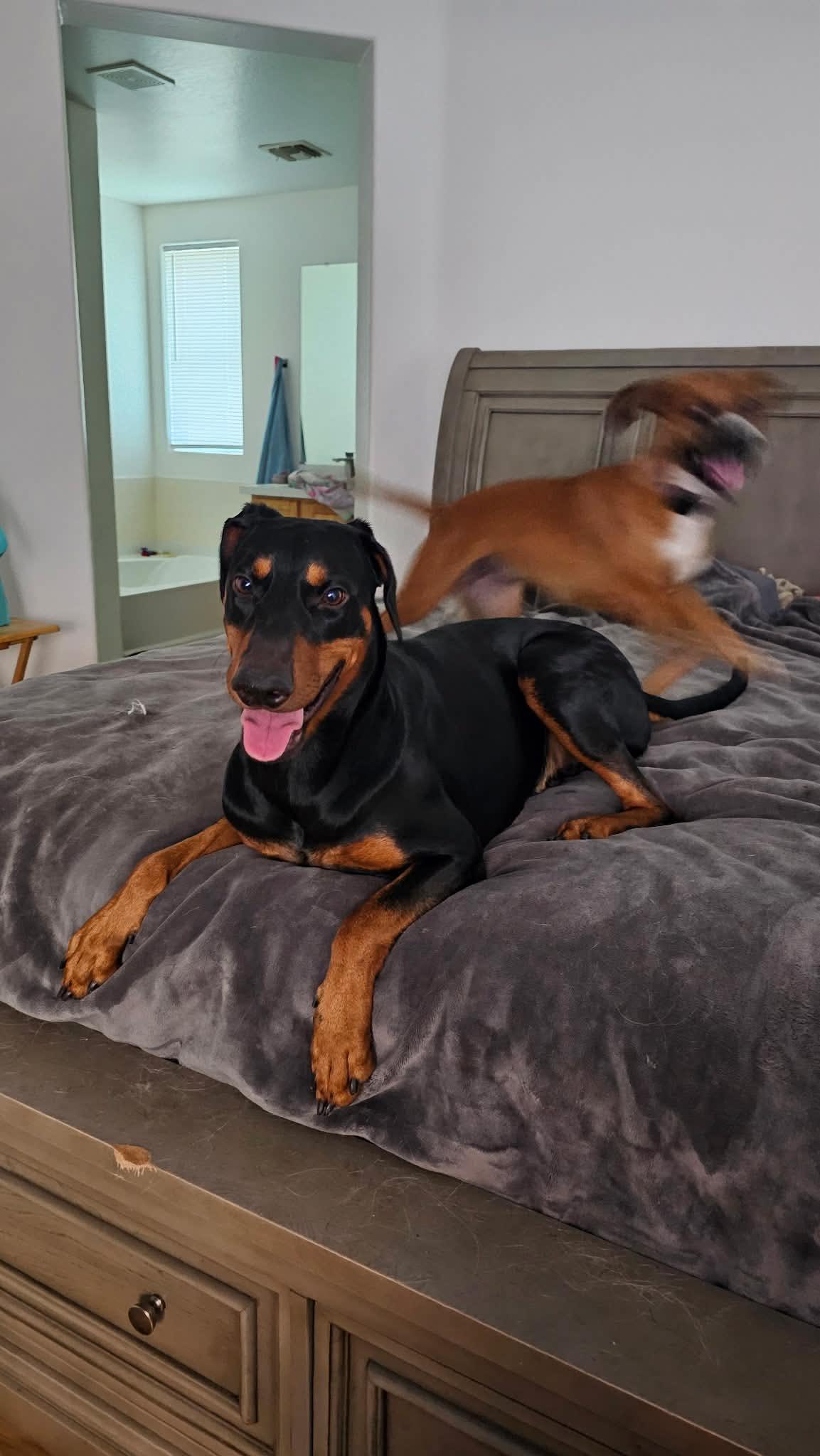 Chaco, Adoptable, Adult Male Doberman Pinscher.