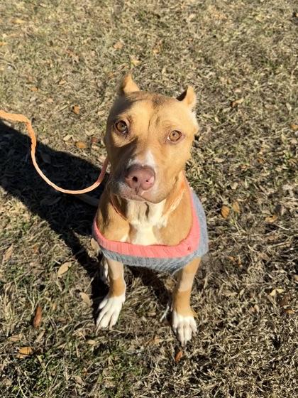 Canela, ADOPTABLE, Young Female American Staffordshire Terrier & Pit Bull Terrier.