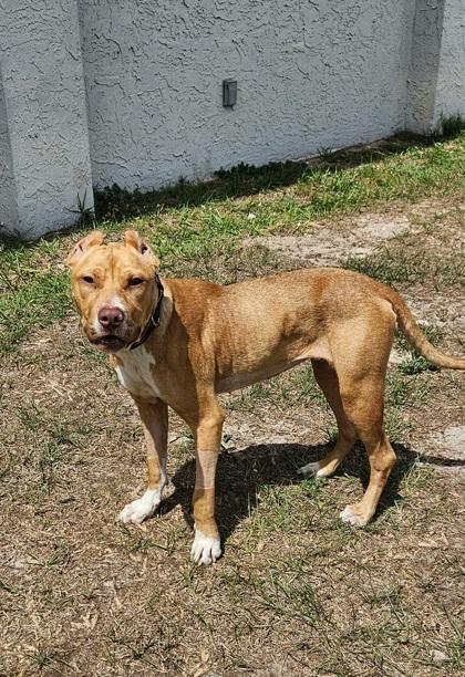 Enlarge Canela, a ADOPTABLE mixed breed in Inverness, FL image 3/3
