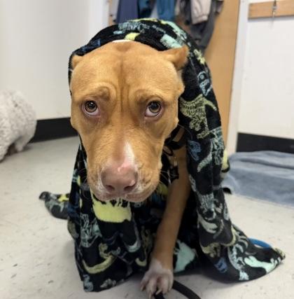 Enlarge Canela, a ADOPTABLE mixed breed in Inverness, FL image 2/3