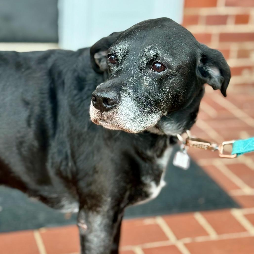 Sammy, Adoptable, Senior Male Labrador Retriever & Beagle.