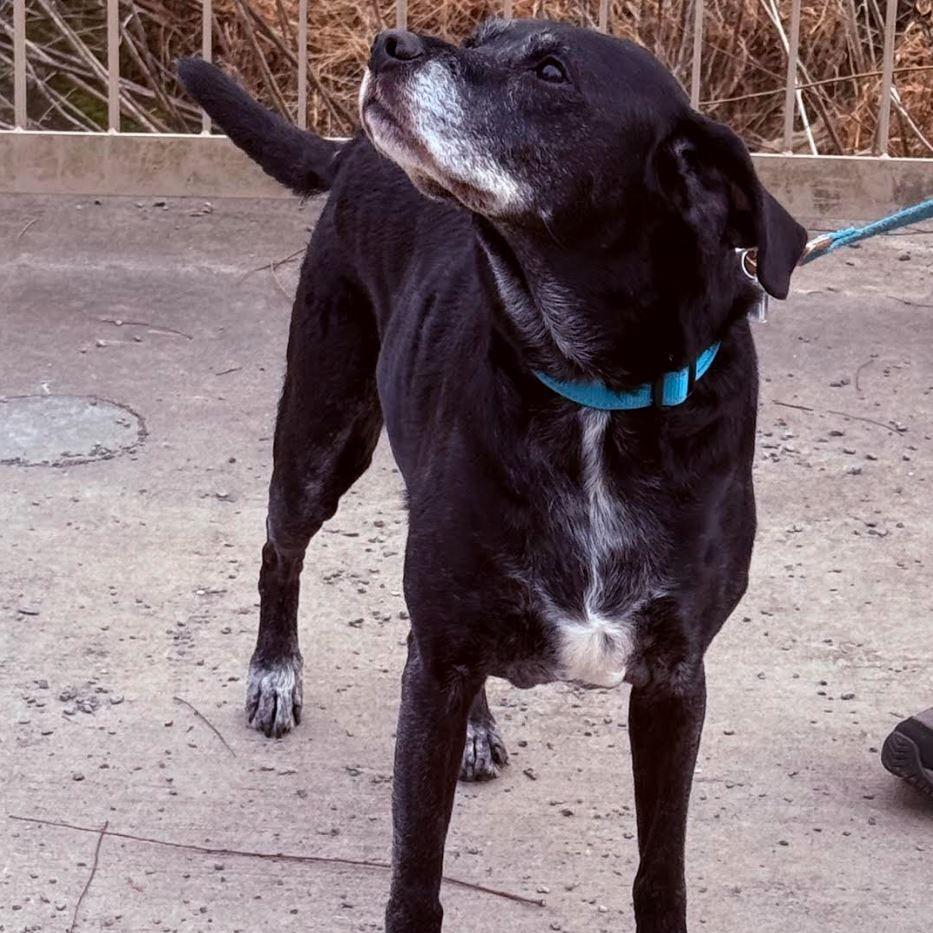Enlarge Sammy, a Adoptable mixed breed in Fairfax, VA image 2/6