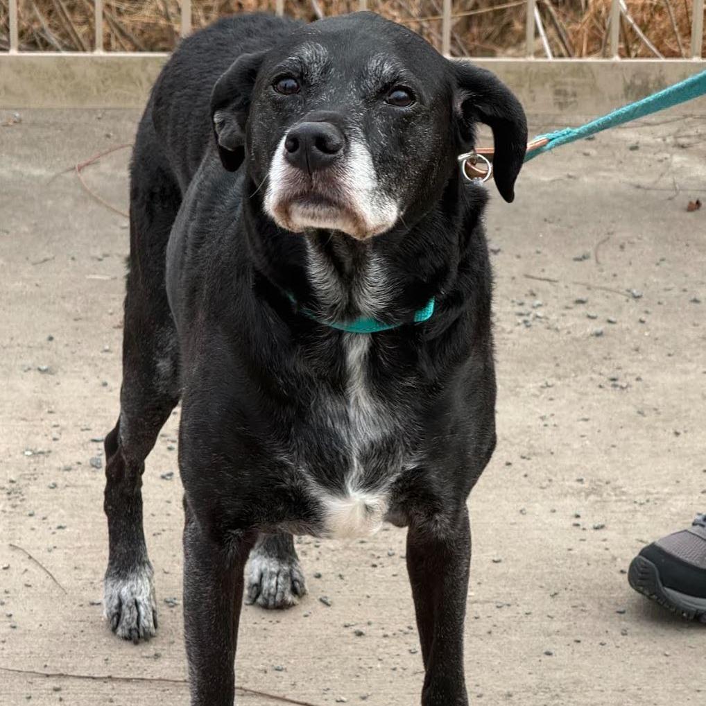 Enlarge Sammy, a Adoptable mixed breed in Fairfax, VA image 3/6