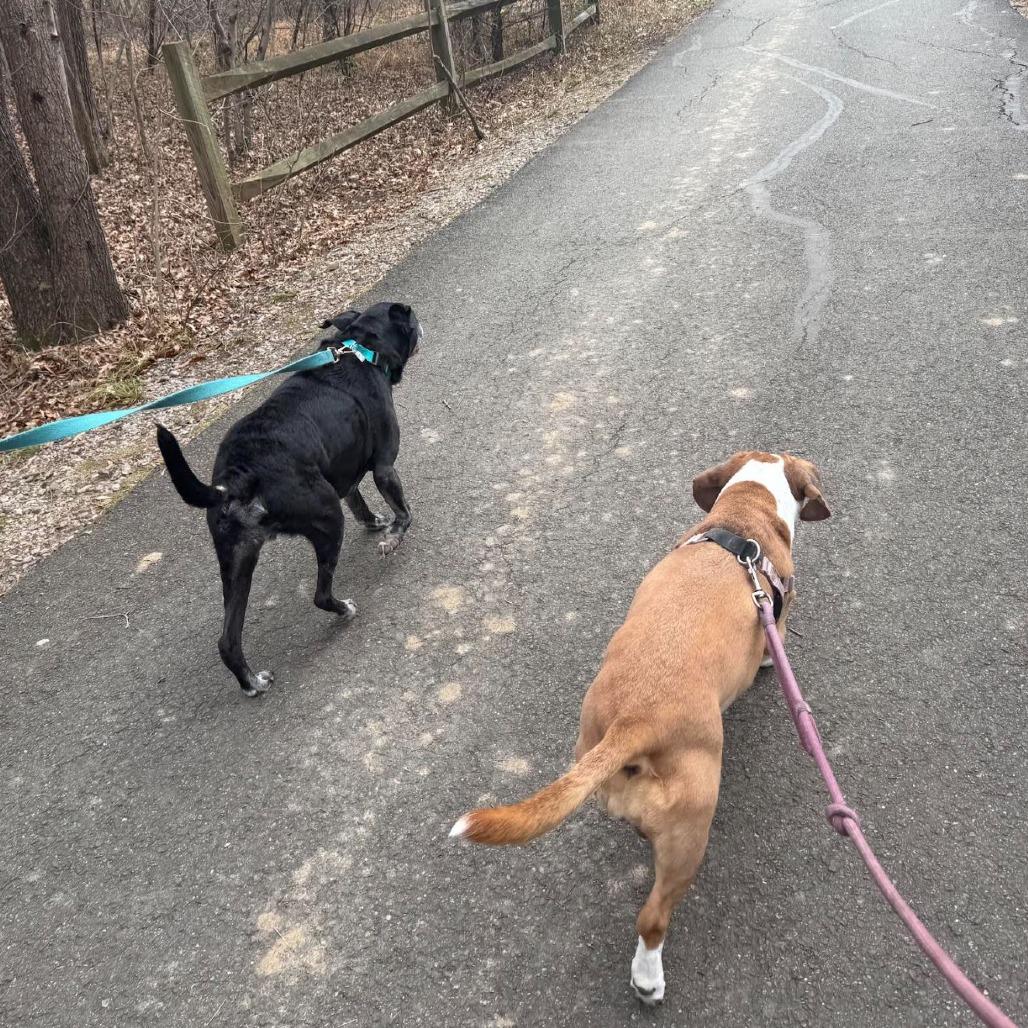 Enlarge Sammy, a Adoptable mixed breed in Fairfax, VA image 4/6
