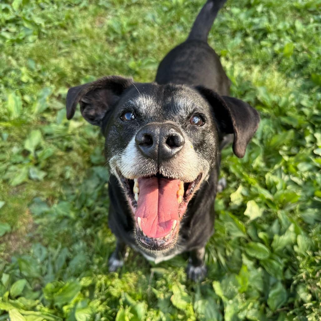 Enlarge Sammy, a Adoptable mixed breed in Fairfax, VA image 5/6