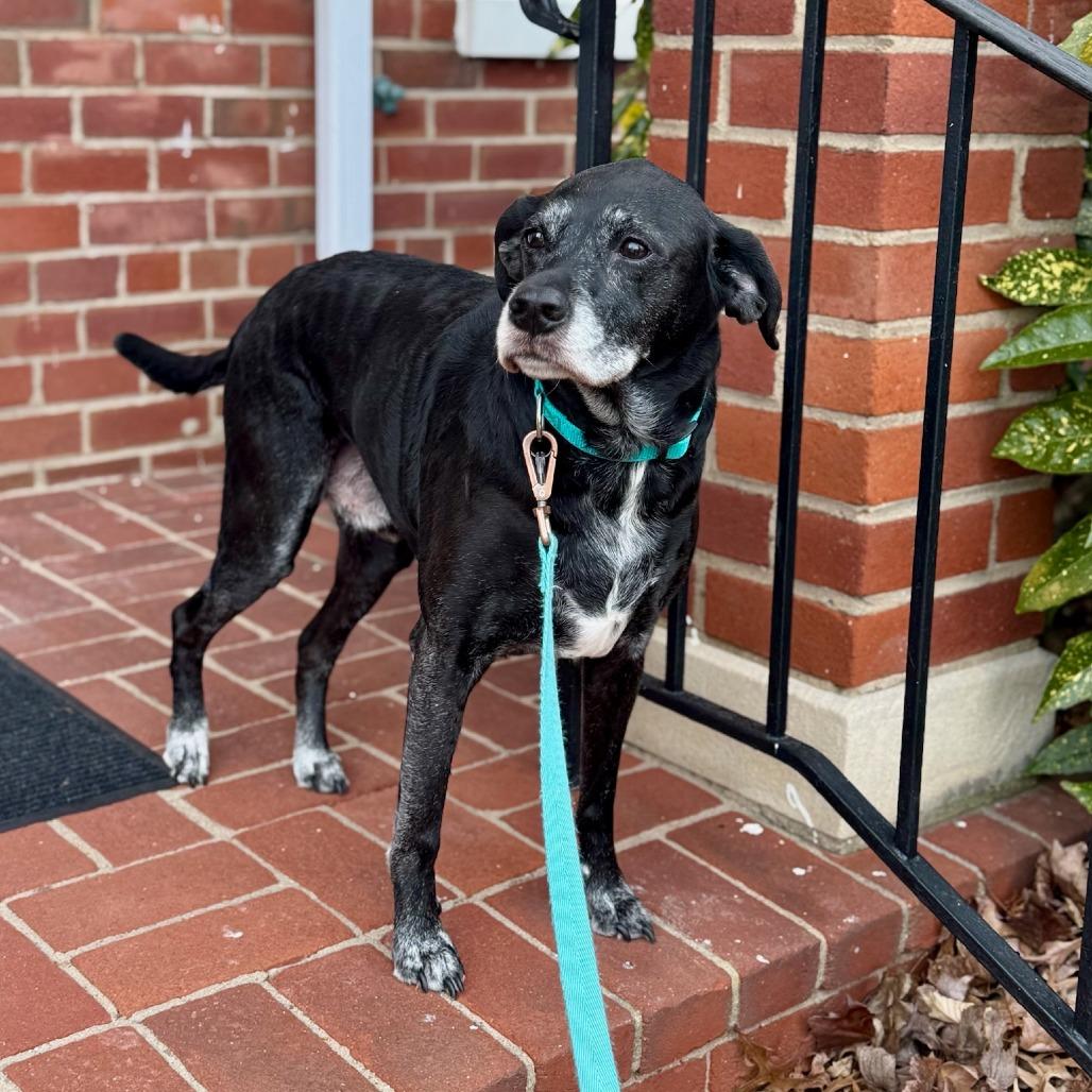 Enlarge Sammy, a Adoptable mixed breed in Fairfax, VA image 6/6
