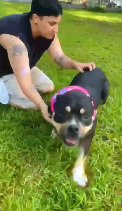 Enlarge Jaida, a Adoptable American Bully in Milton, FL video 5/6