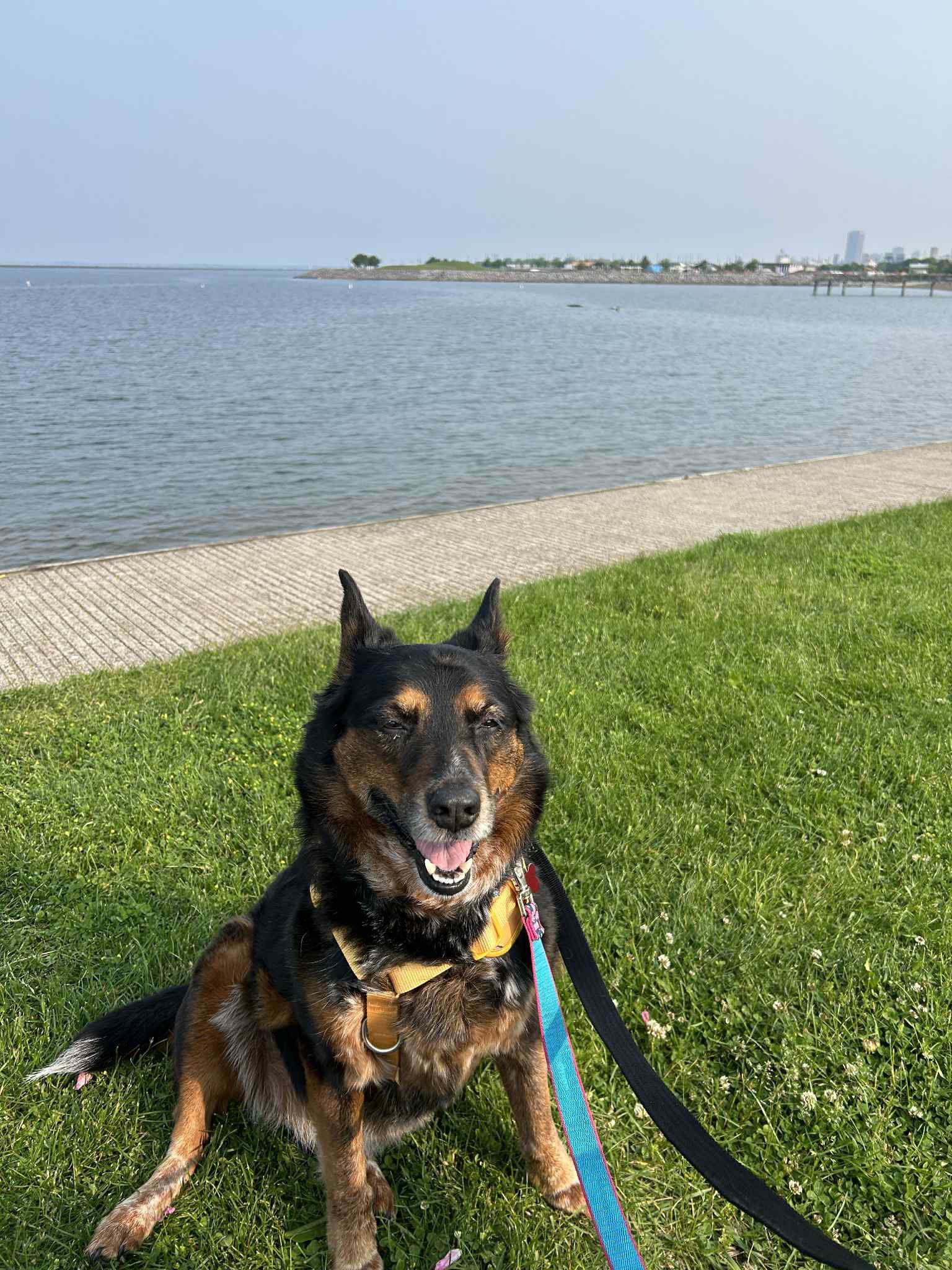 Enlarge Coco, a Adoptable Australian Cattle Dog / Blue Heeler in Springville, NY image 1/3