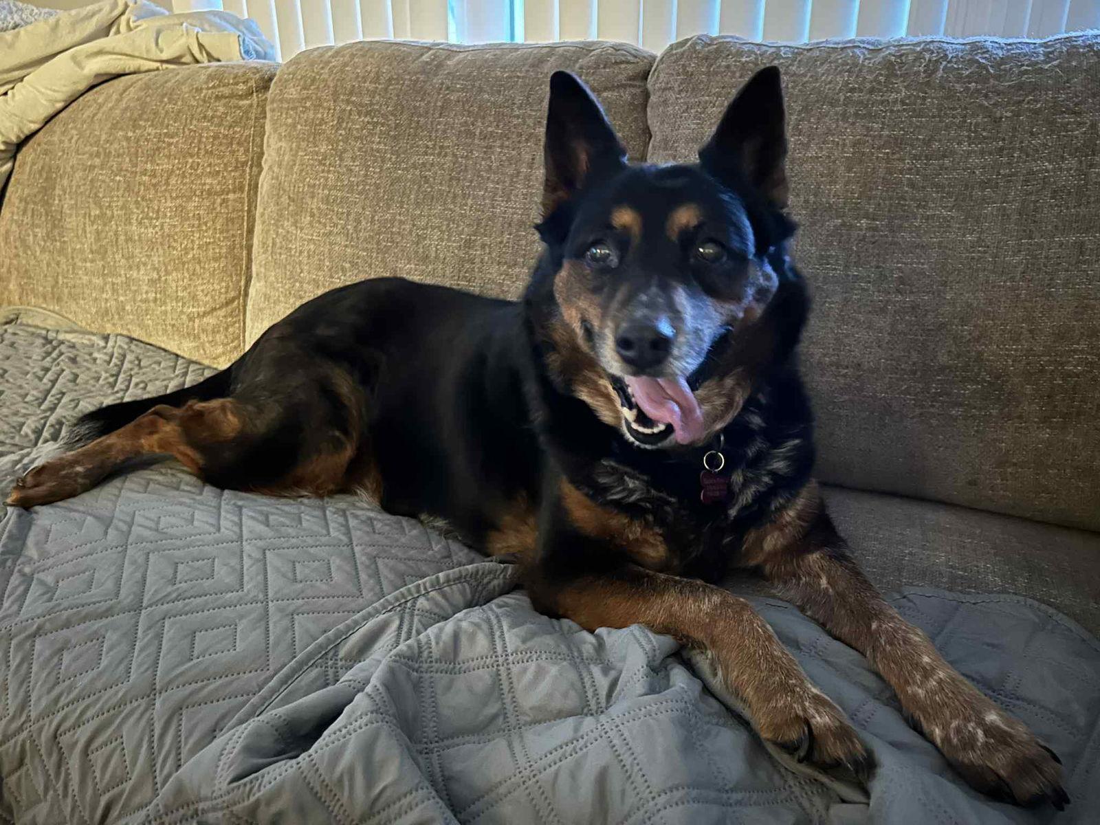 Enlarge Coco, a Adoptable Australian Cattle Dog / Blue Heeler in Springville, NY image 2/3