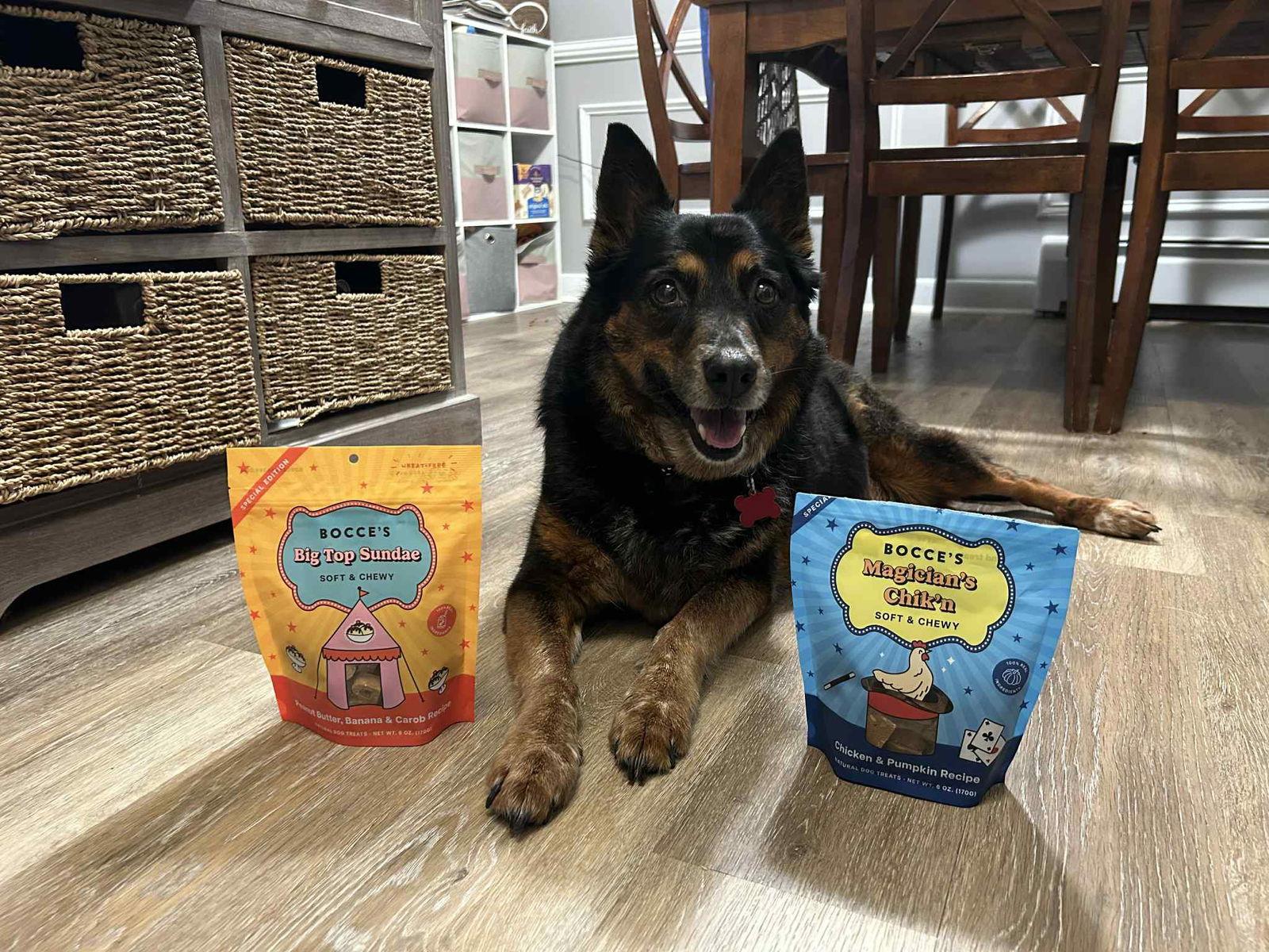 Enlarge Coco, a Adoptable Australian Cattle Dog / Blue Heeler in Springville, NY image 3/3