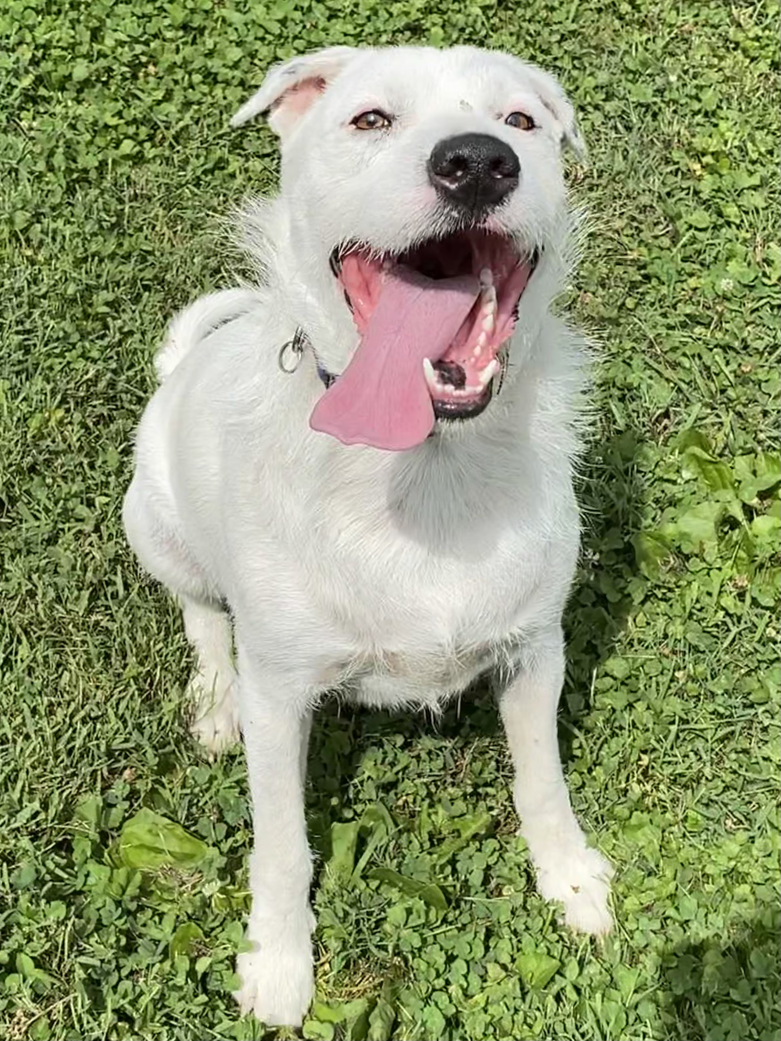 Marz, a Adoptable mixed breed in Greenfield, OH image 1/16