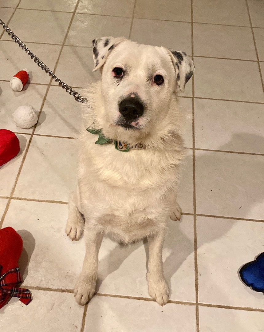 Marz, a Adoptable mixed breed in Greenfield, OH image 2/16