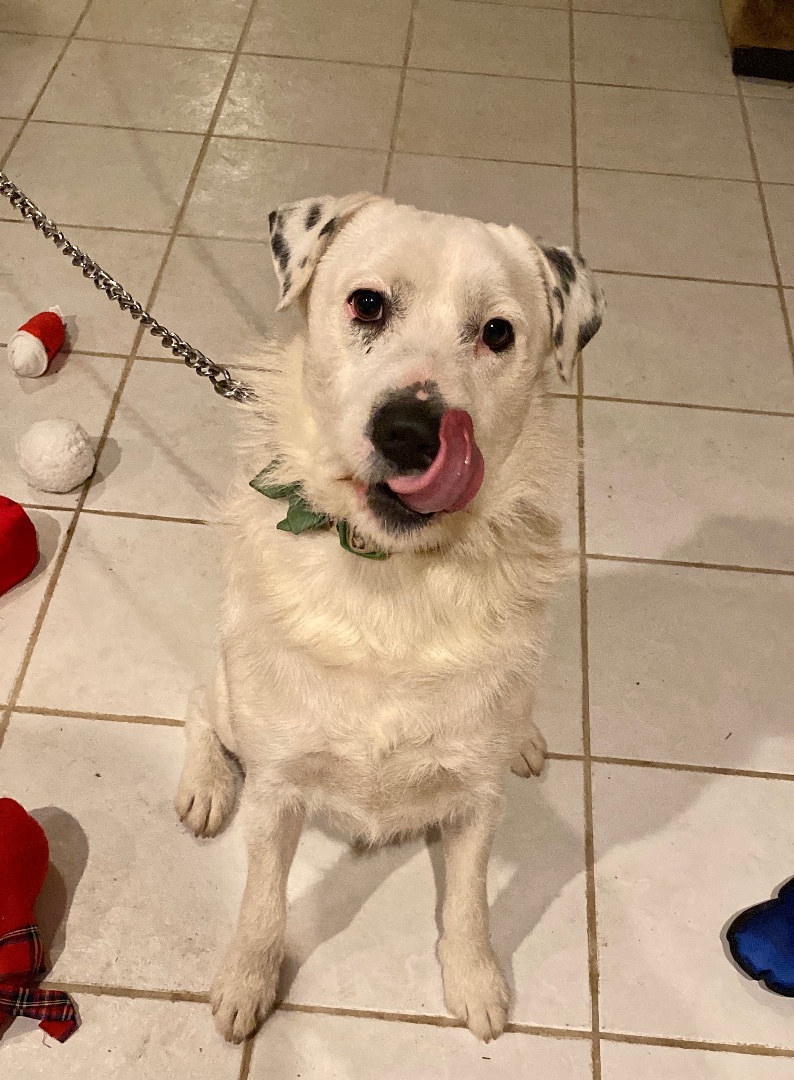 Marz, a Adoptable mixed breed in Greenfield, OH image 3/16