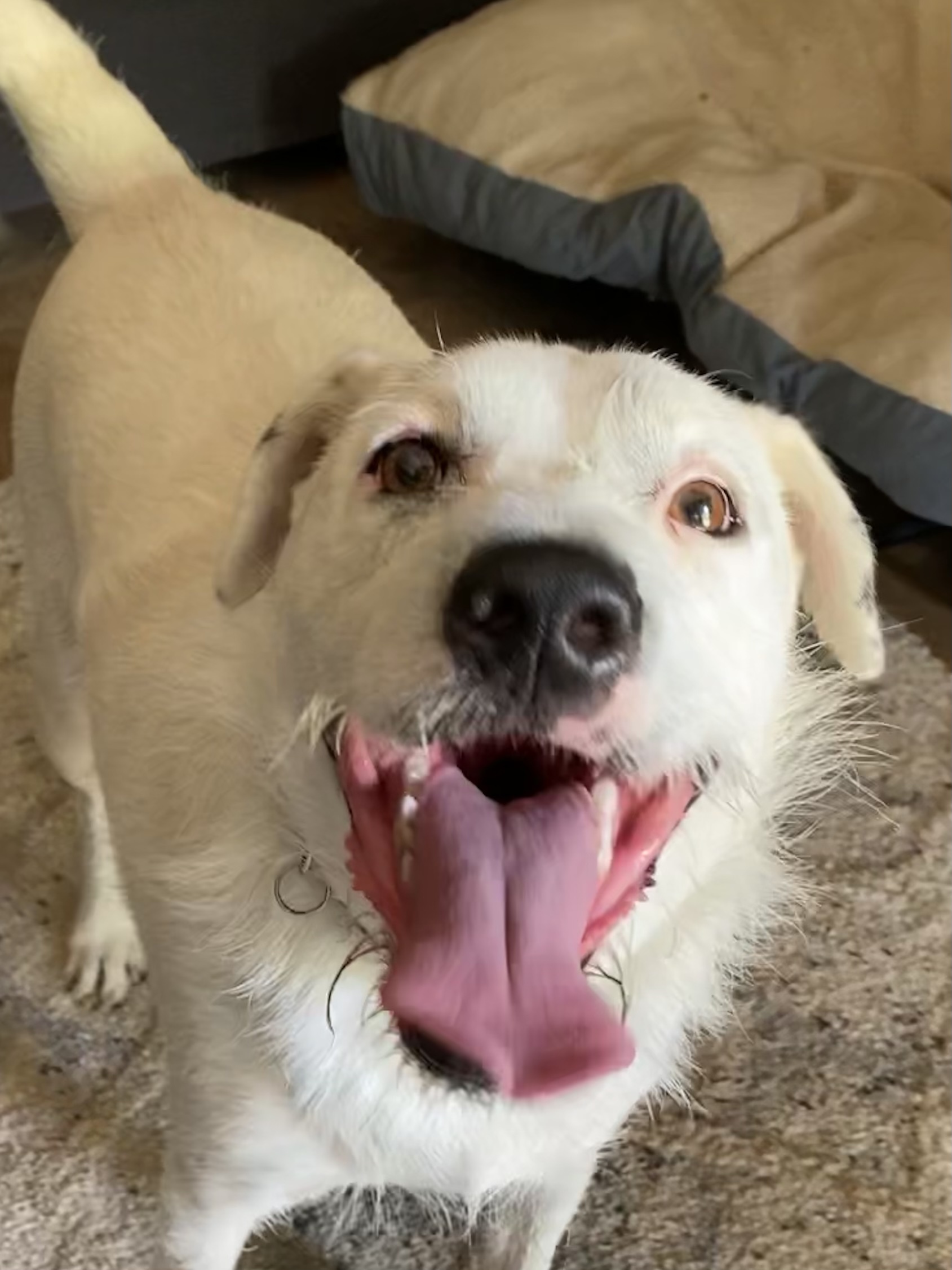 Marz, a Adoptable mixed breed in Greenfield, OH image 4/16