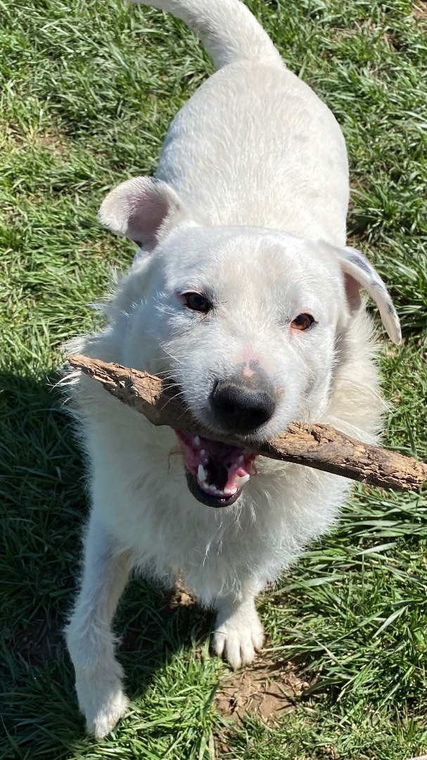 Marz, a Adoptable mixed breed in Greenfield, OH image 5/16