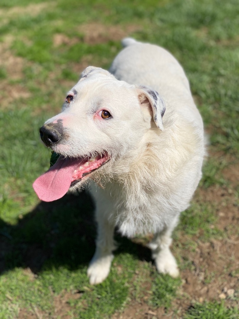 Marz, a Adoptable mixed breed in Greenfield, OH image 6/16