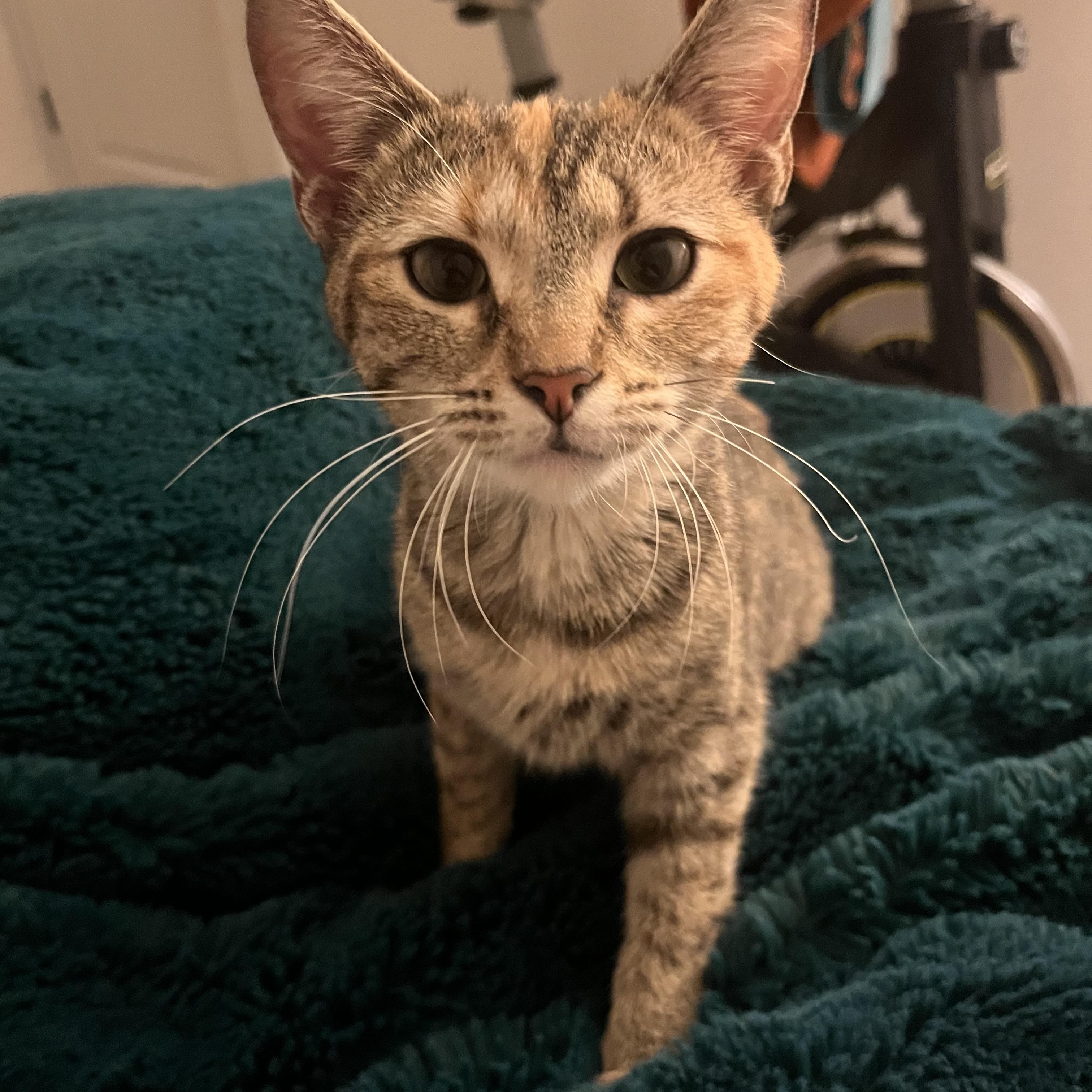 Penny, a ADOPTABLE mixed breed in Campbellsville, KY image 1/6